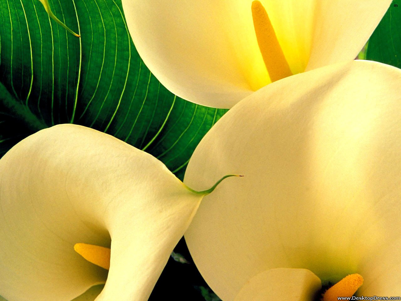 Yellow Big Lily Flower - Calla Lilies - HD Wallpaper 