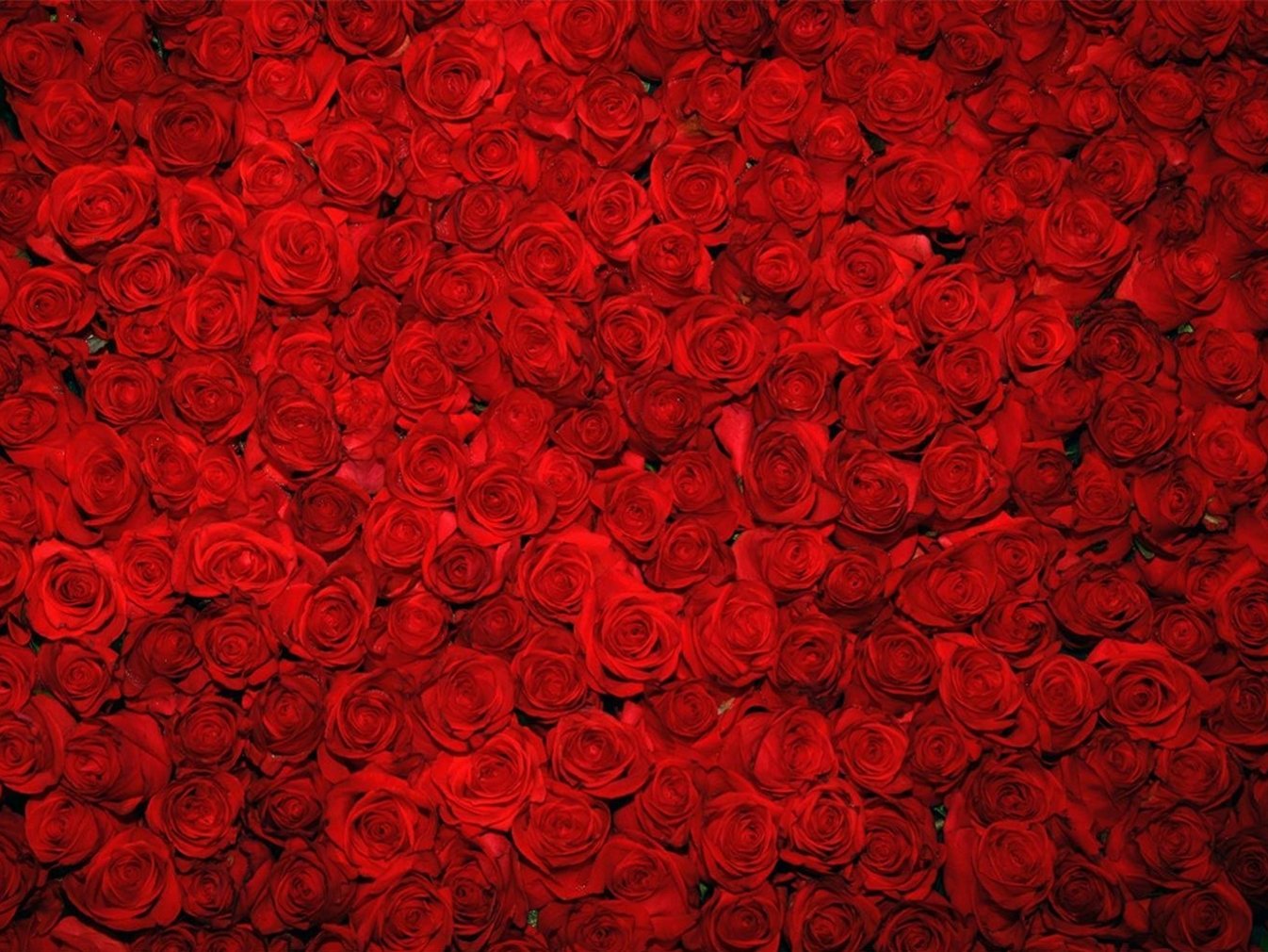 Rose Backdrop - HD Wallpaper 