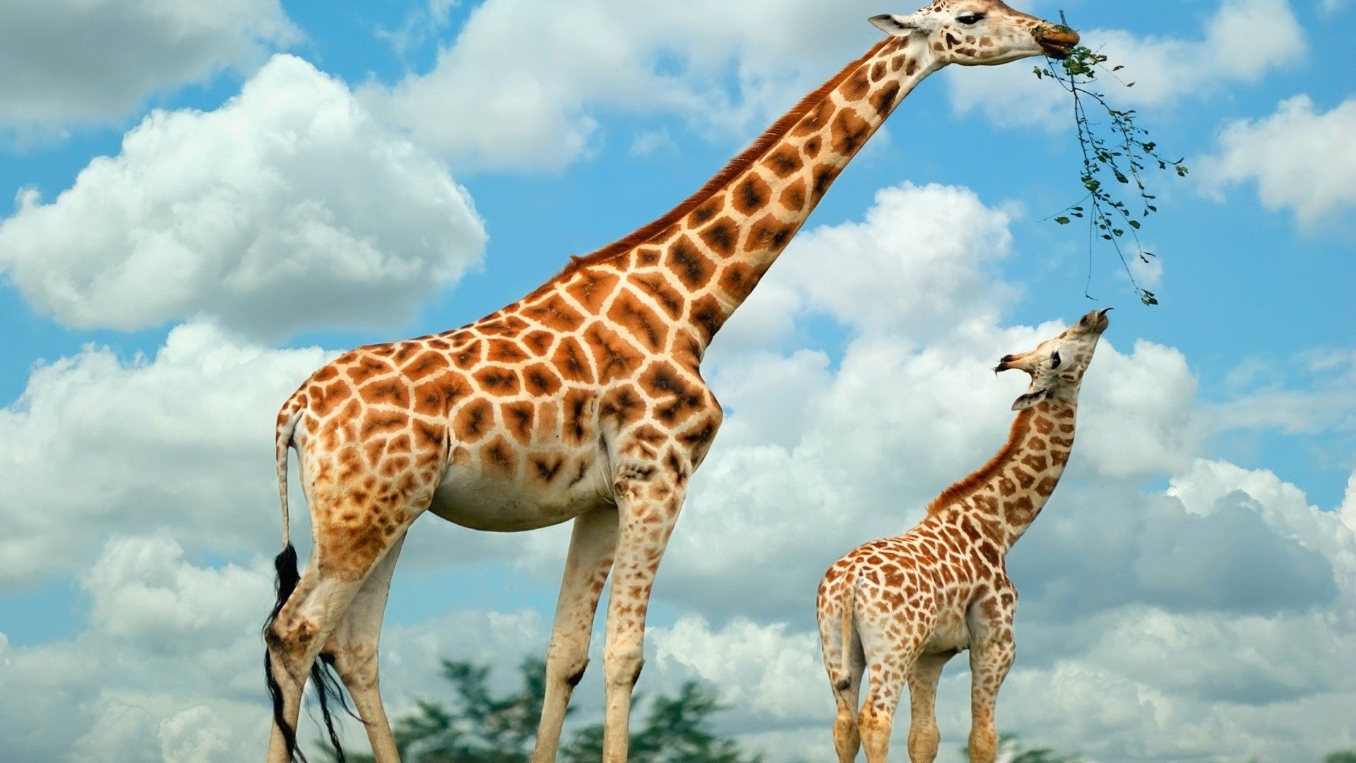 Giraffe And Her Baby - HD Wallpaper 