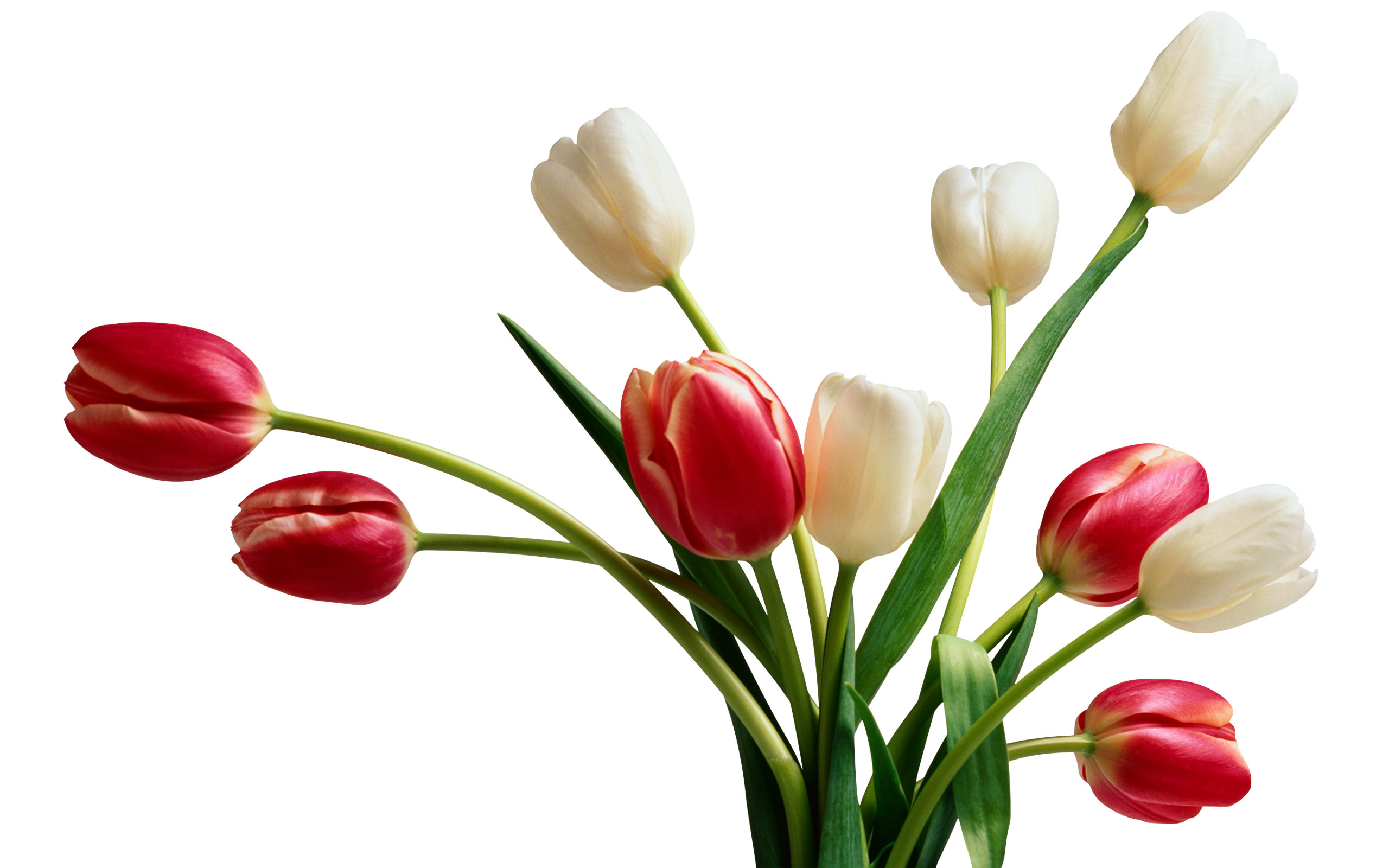 Flower Vase Png Transparent - HD Wallpaper 