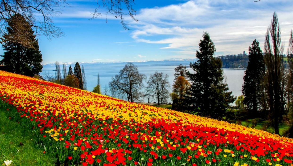 Flowers Rivers Nature Trees Sky Tulips Scenery Full - Flower Landscape Hd - HD Wallpaper 