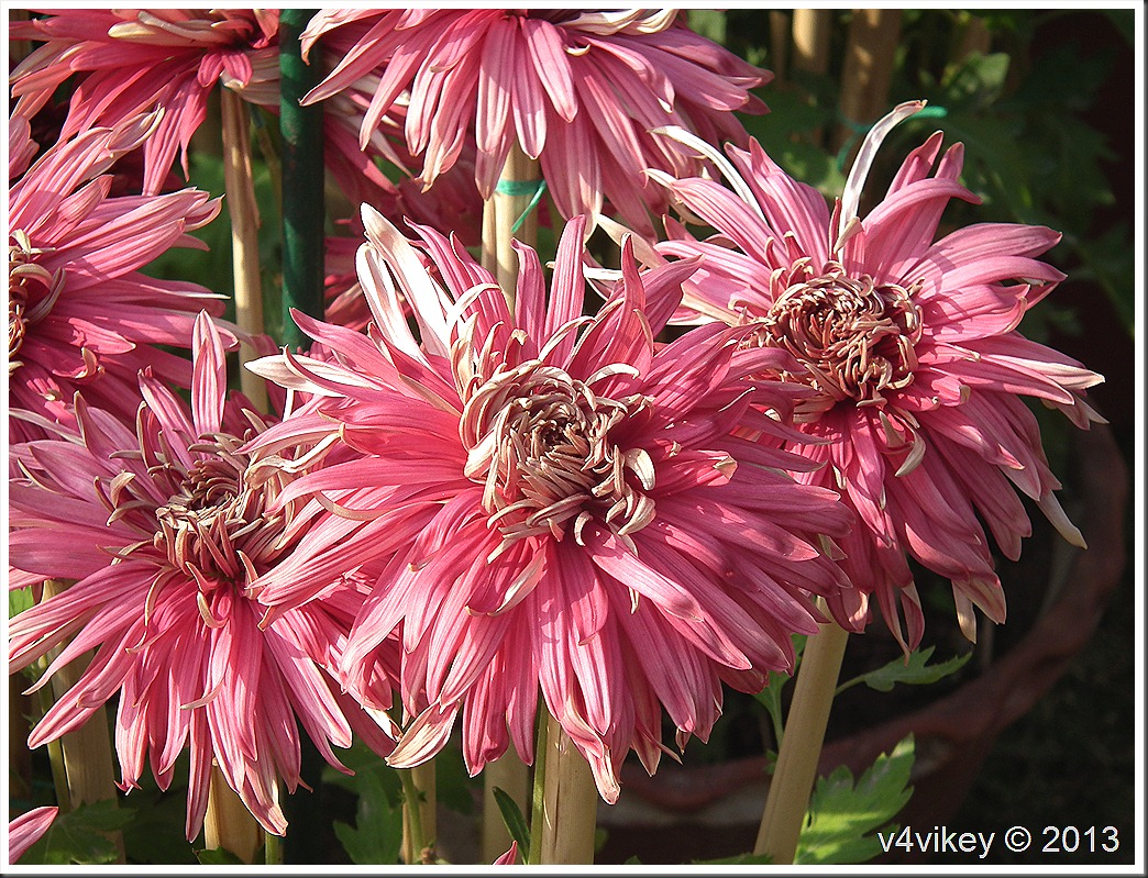 Chrysanthemum Pink Flower - Chrysanths - HD Wallpaper 