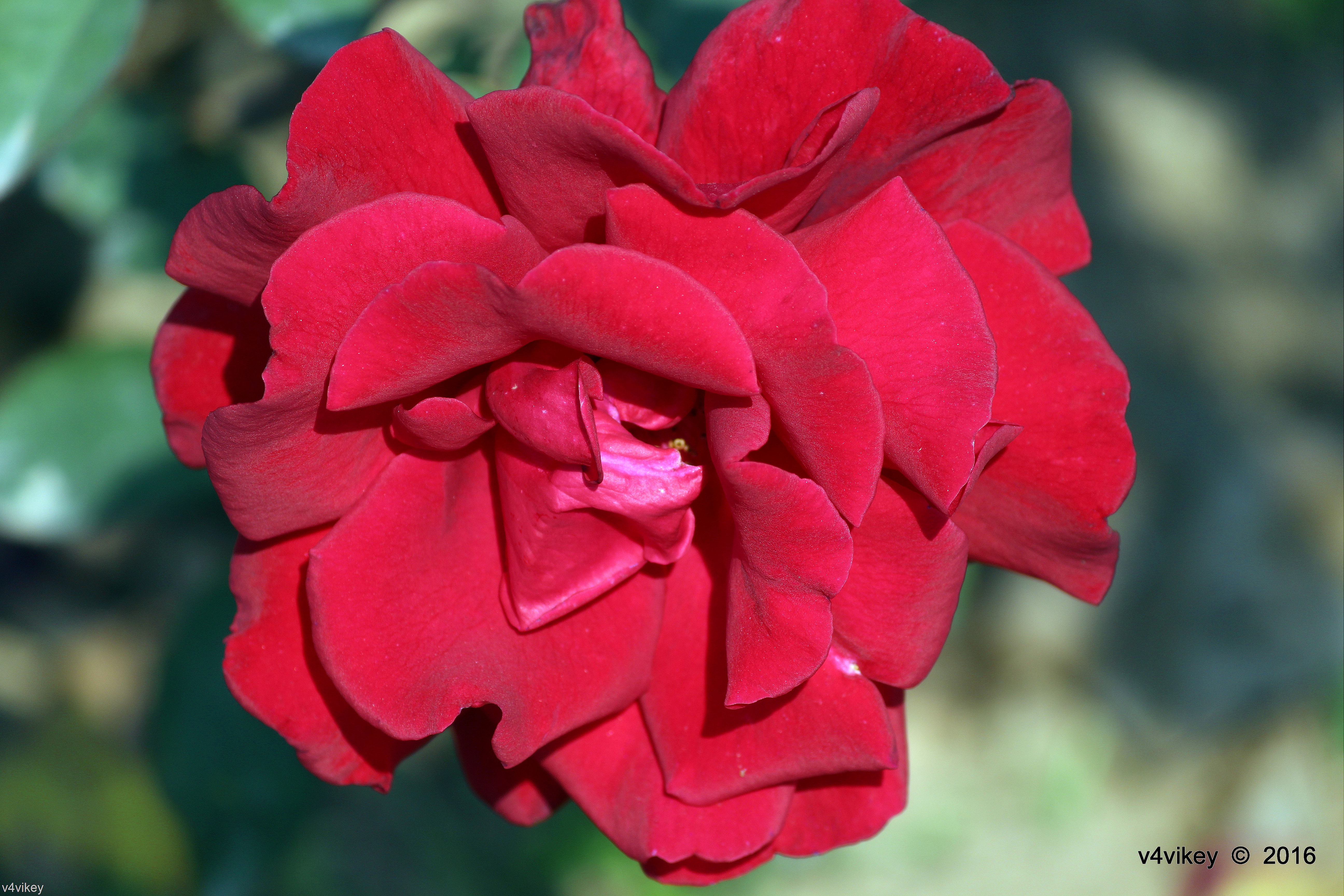 Garden Roses - HD Wallpaper 