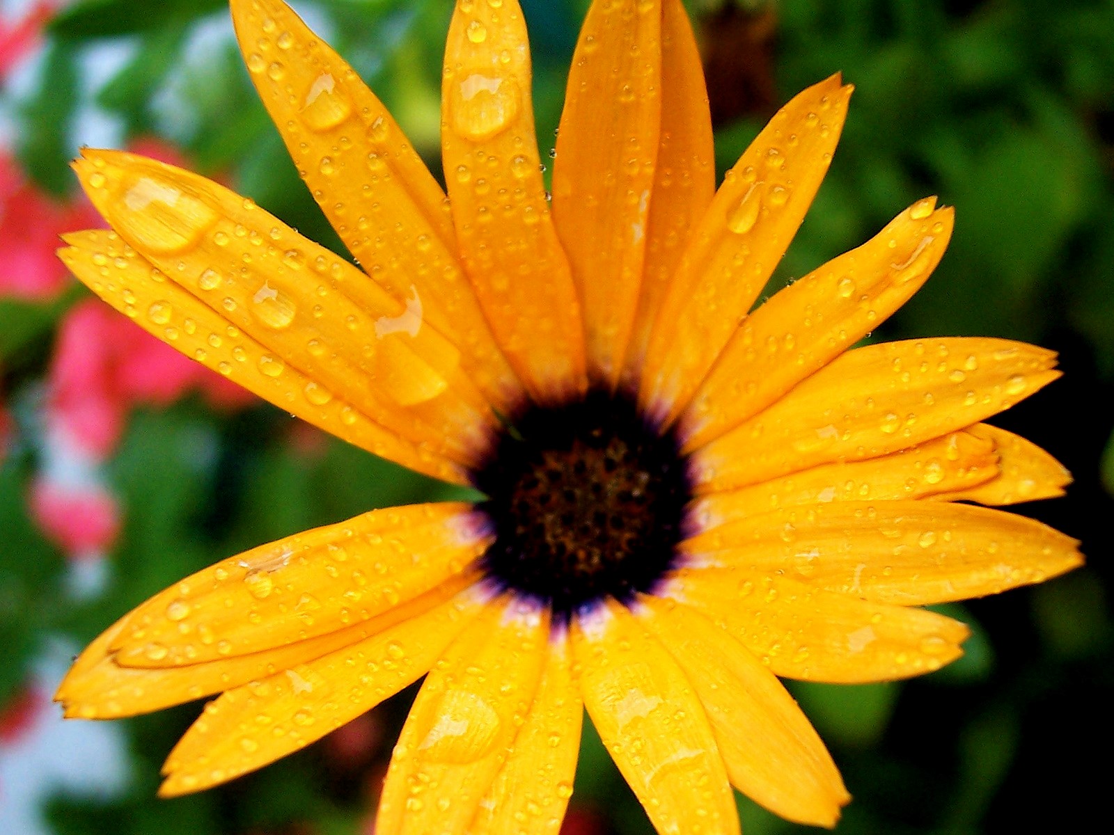 Nice Big Yellow Flower Free Photos - Big Yellow Flower - HD Wallpaper 