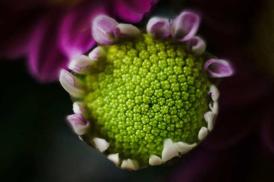 Flower, Nature, Flora, Petal, Beautiful, Floral, Closeup, - Macro Photography - HD Wallpaper 