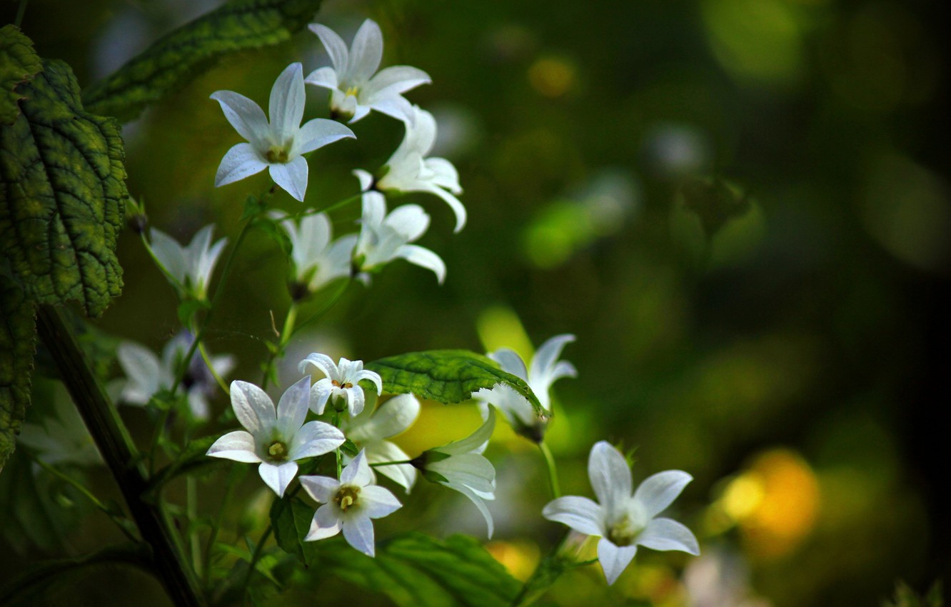 Photo Wallpaper Nature, Flowers, Wallpaper - Have A Sweet Day My Love Gif - HD Wallpaper 