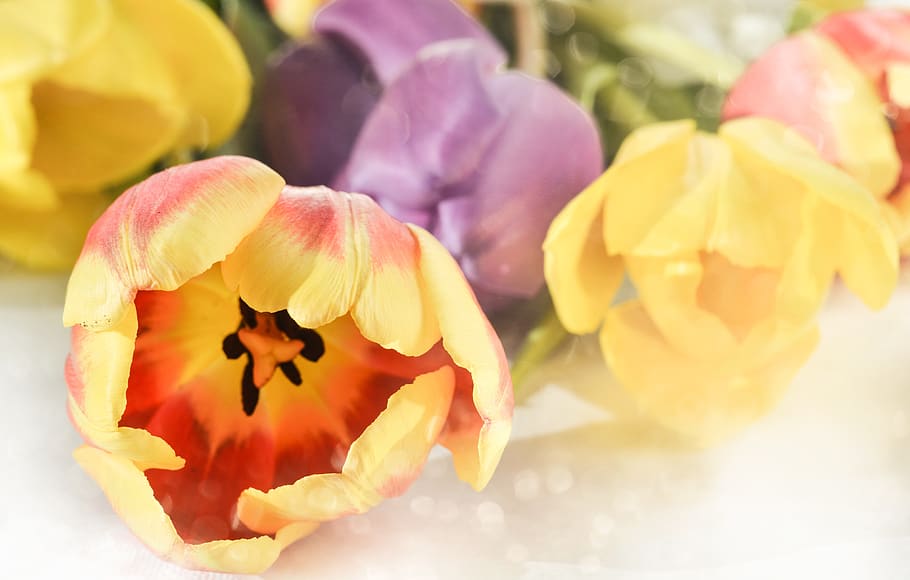 Flower, Nature, Tulip, Color, Desktop, Bright, Beautiful, - Tulip - HD Wallpaper 