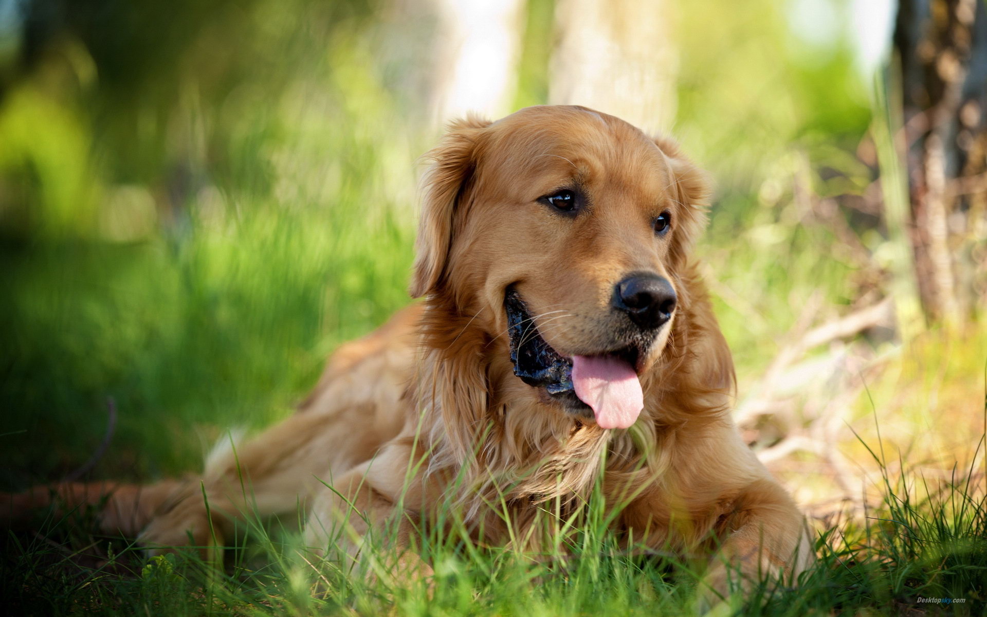 Golden Retriever Desktop Background - HD Wallpaper 