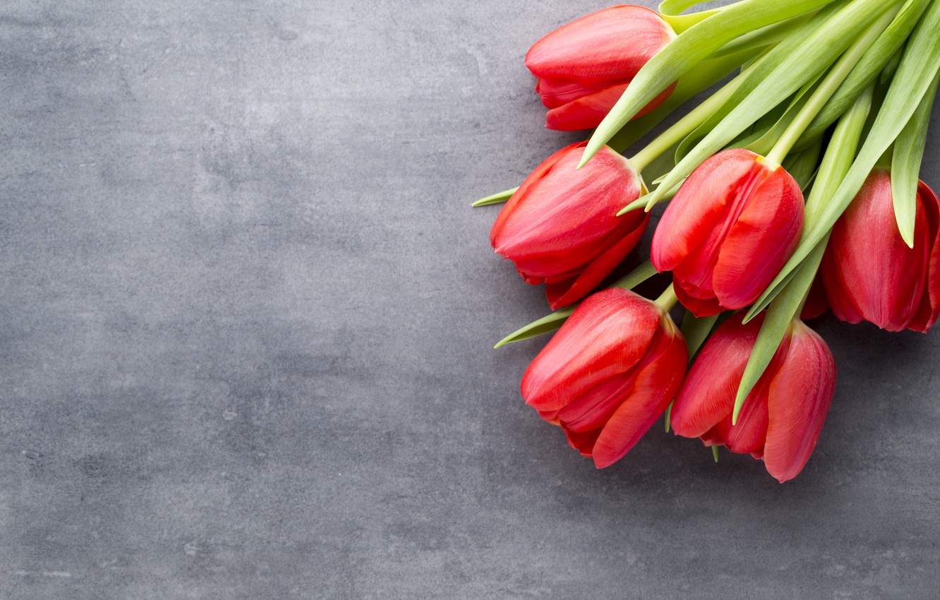 Photo Wallpaper Flowers, Bouquet, Tulips, Red, Red, - Tulip - HD Wallpaper 