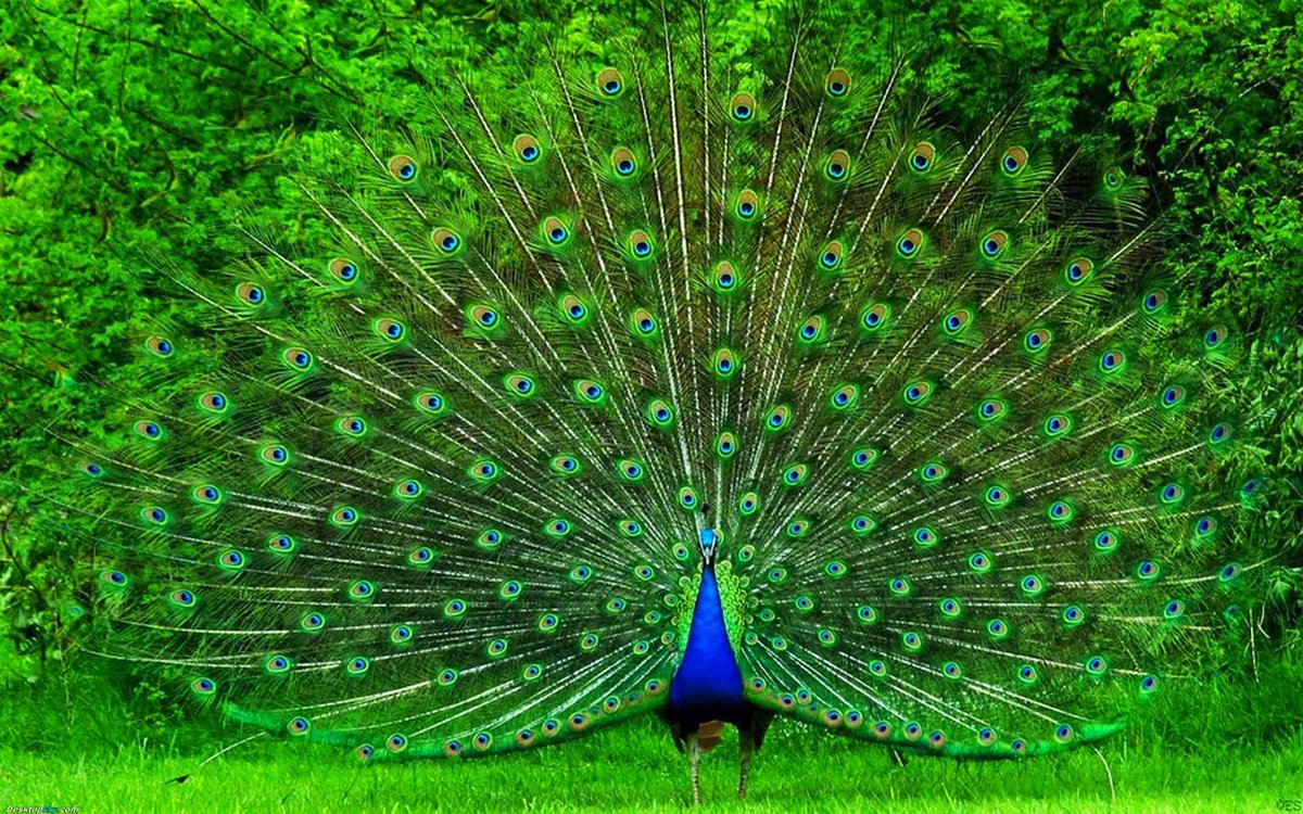 Top 10 Most Beautiful Birds In The World - HD Wallpaper 