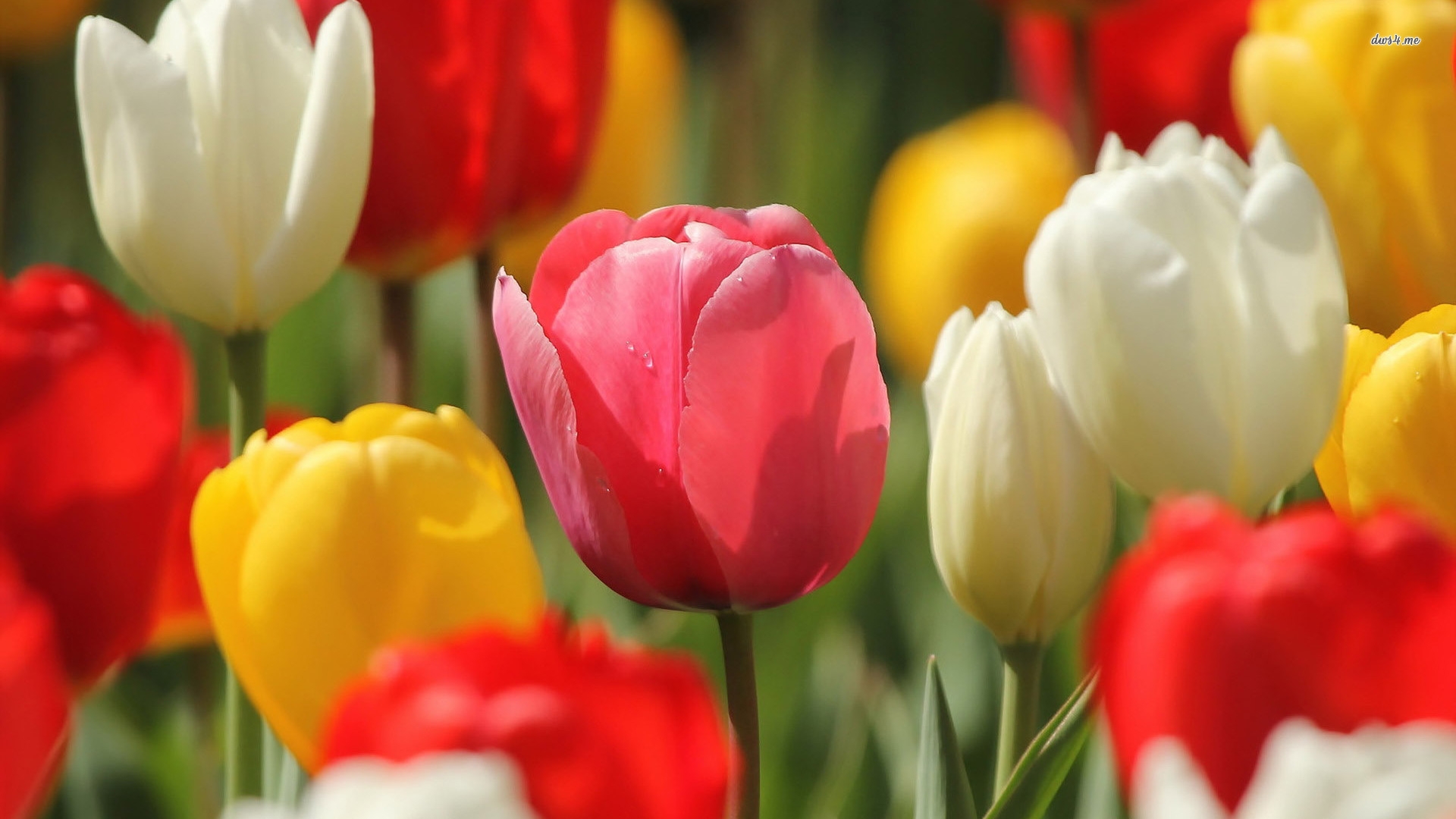 Red And Yellow Tulip Flower - HD Wallpaper 