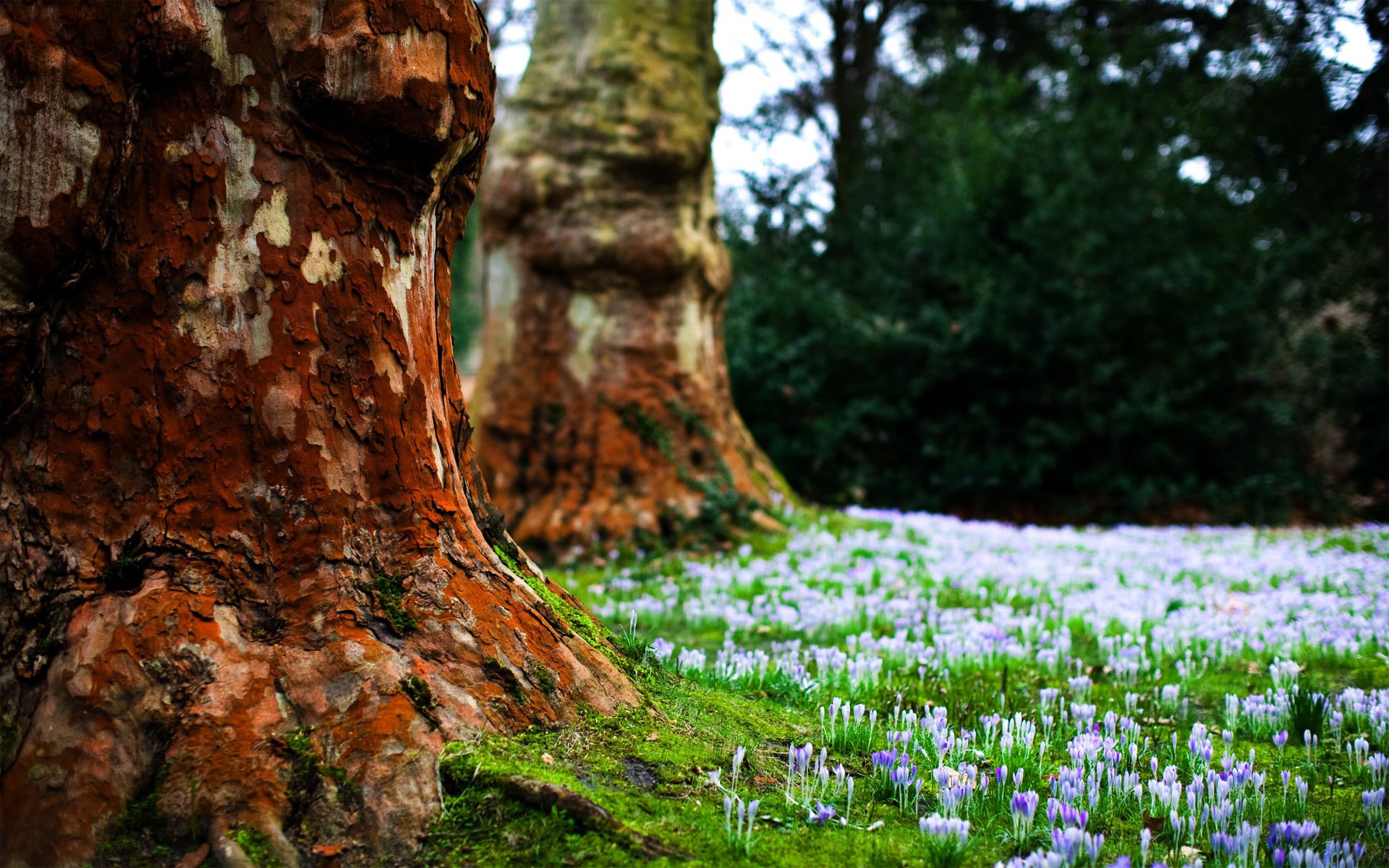 Beautiful Forests With Flowers - HD Wallpaper 