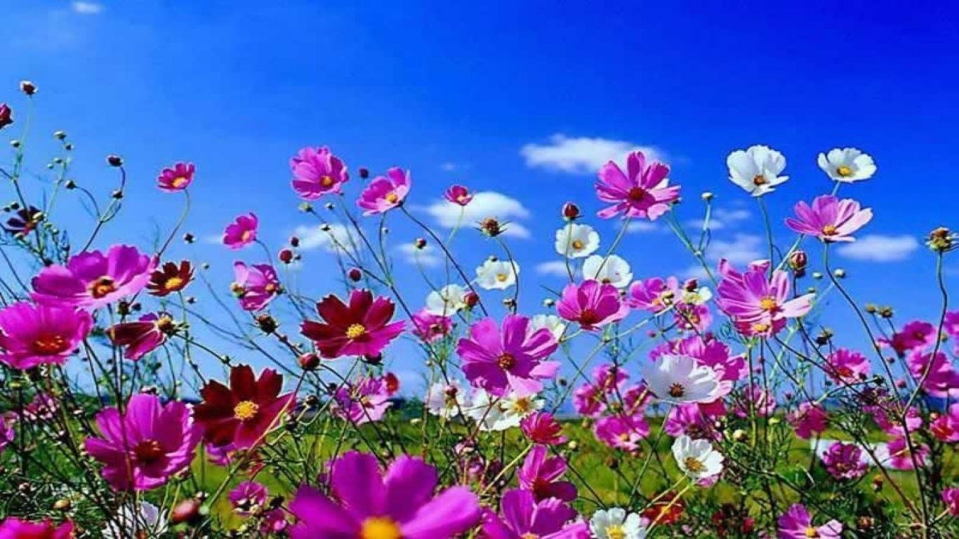 Flower Computer Wallpaper Backgrounds 1366x768 Desktop Background Spring 1366x768 Wallpaper Teahub Io