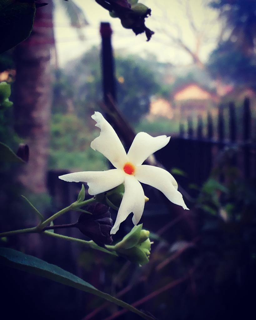 Durga Puja Shiuli Phool - Shiuli Phool Durga Puja Flower - HD Wallpaper 