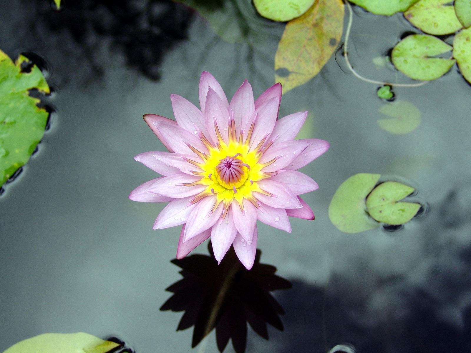 Flor En El Agua - HD Wallpaper 