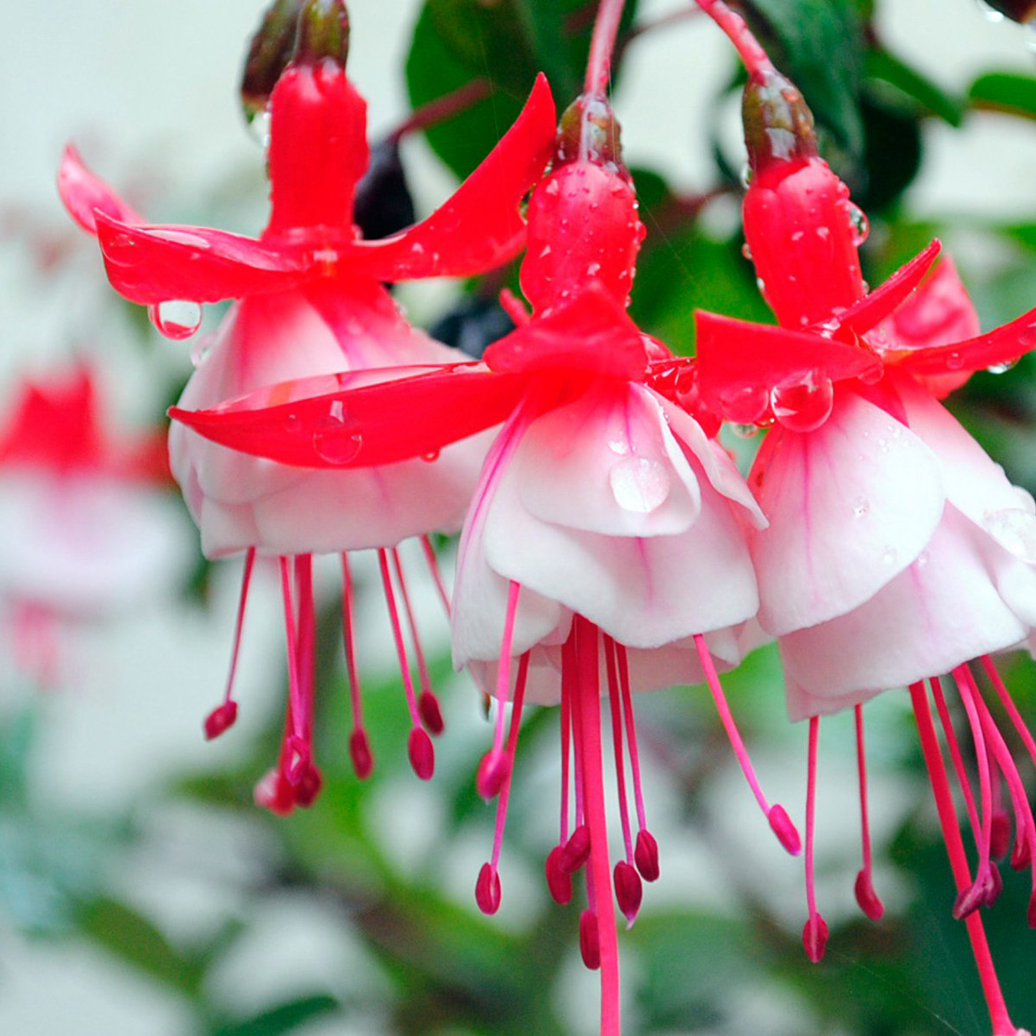 Real Flowers Images Hd 2048x2048 Wallpaper teahub.io