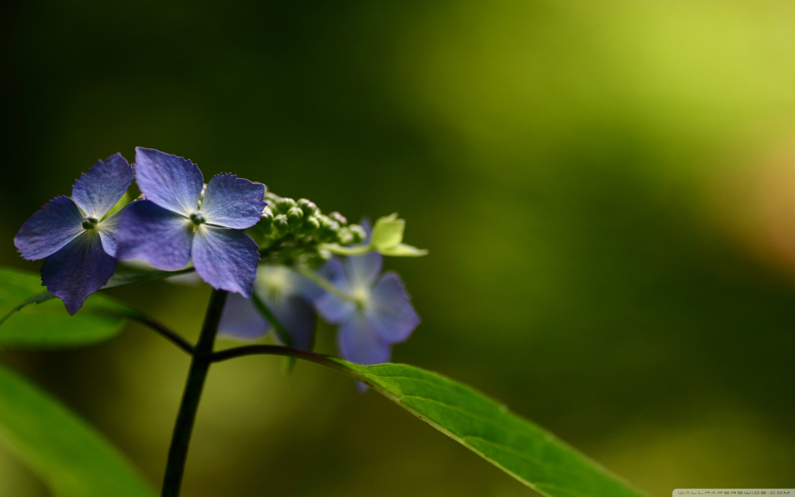 Hortensia Macro - HD Wallpaper 