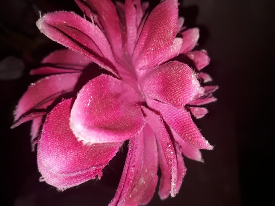 Phool - Bromeliaceae - HD Wallpaper 