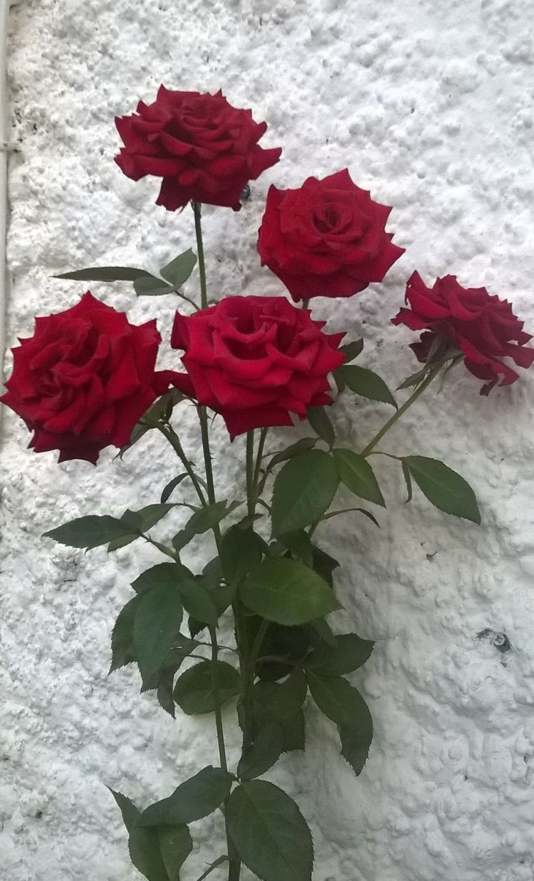 Real Flower Wallpaper - HD Wallpaper 