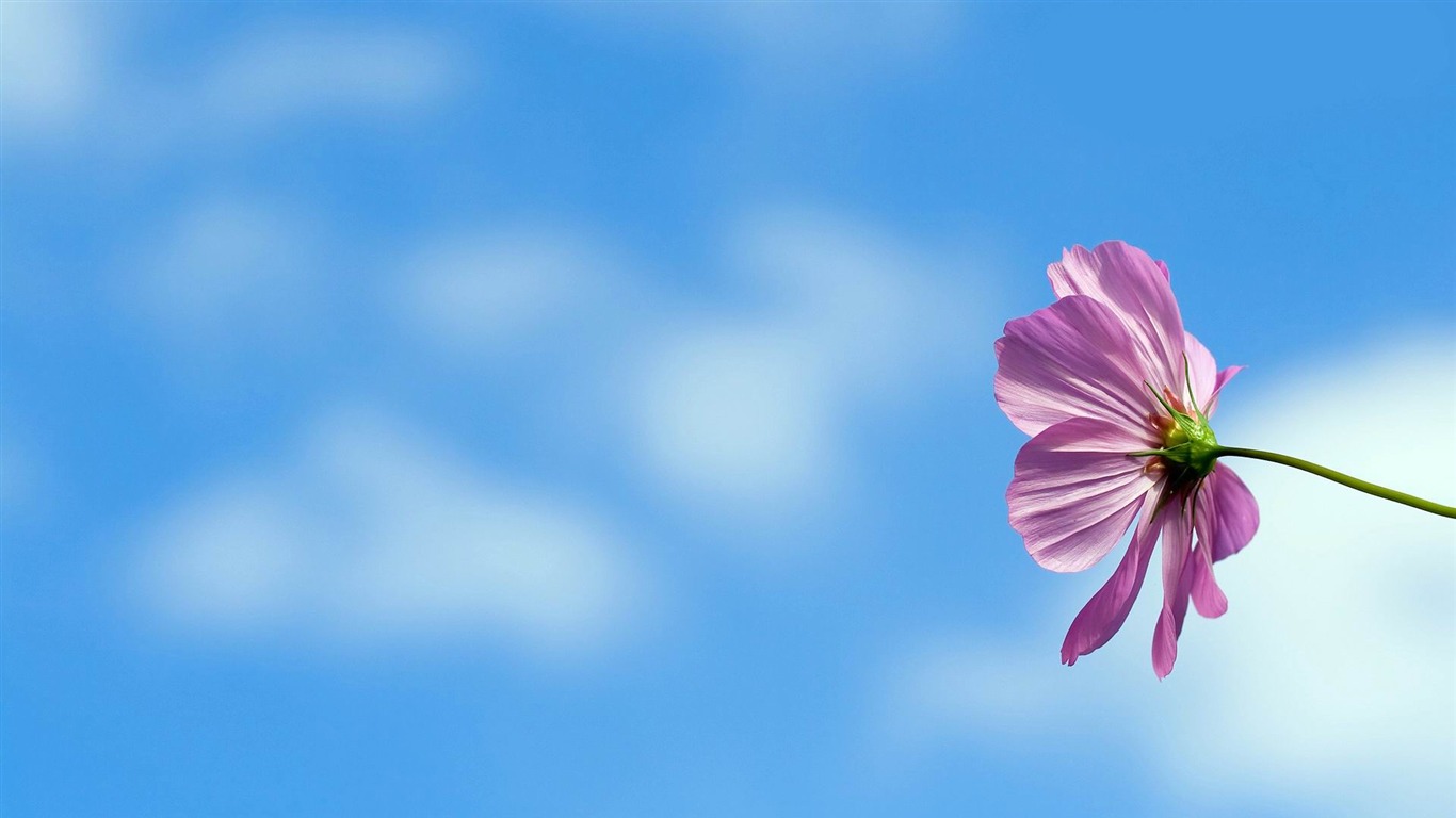 Under The Blue Sky Flowers-fresh Flowers Photography - 花卉 桌面 - 1366x768  Wallpaper 