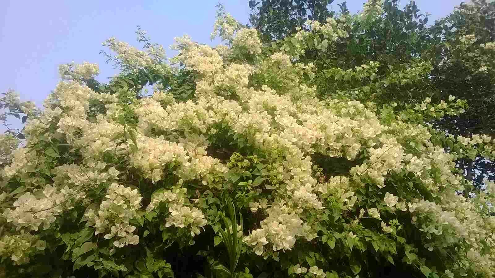 Real Natural Flowers - HD Wallpaper 