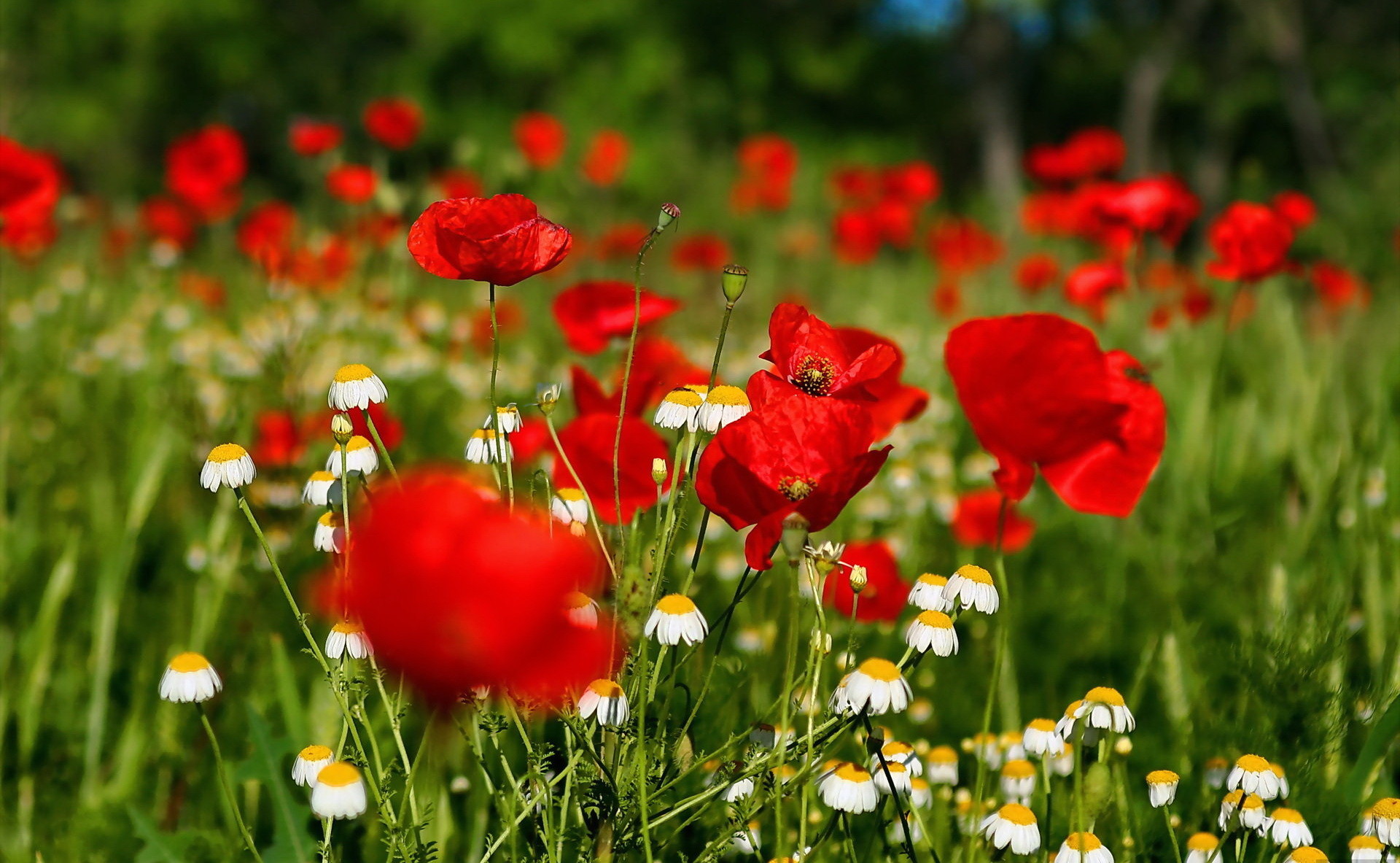 pic Desktop Background Flower Computer Wallpaper desktop flower backgrounds group data src gorgerous hd computer wallpapers flowers 1920x1183 wallpaper teahub io