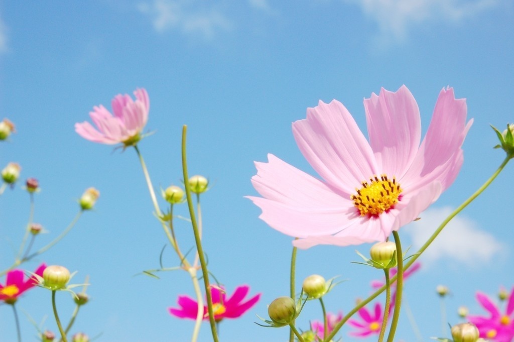 Cosmos Flower Wallpaper Hd - HD Wallpaper 