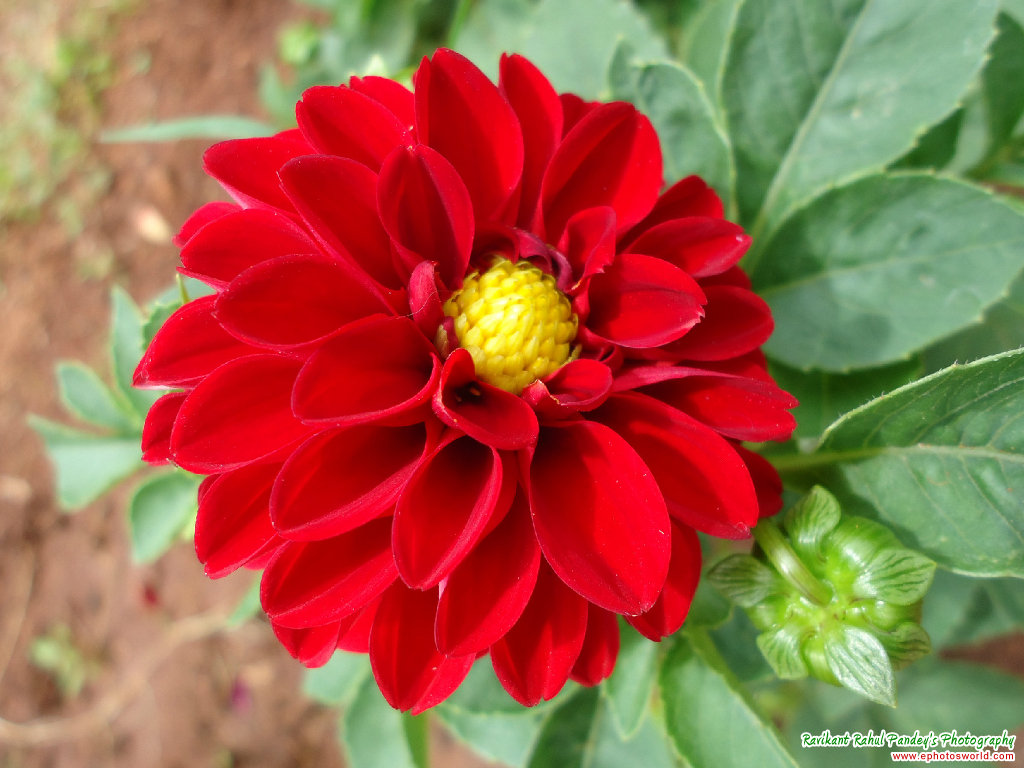 Dahlia Flower - HD Wallpaper 