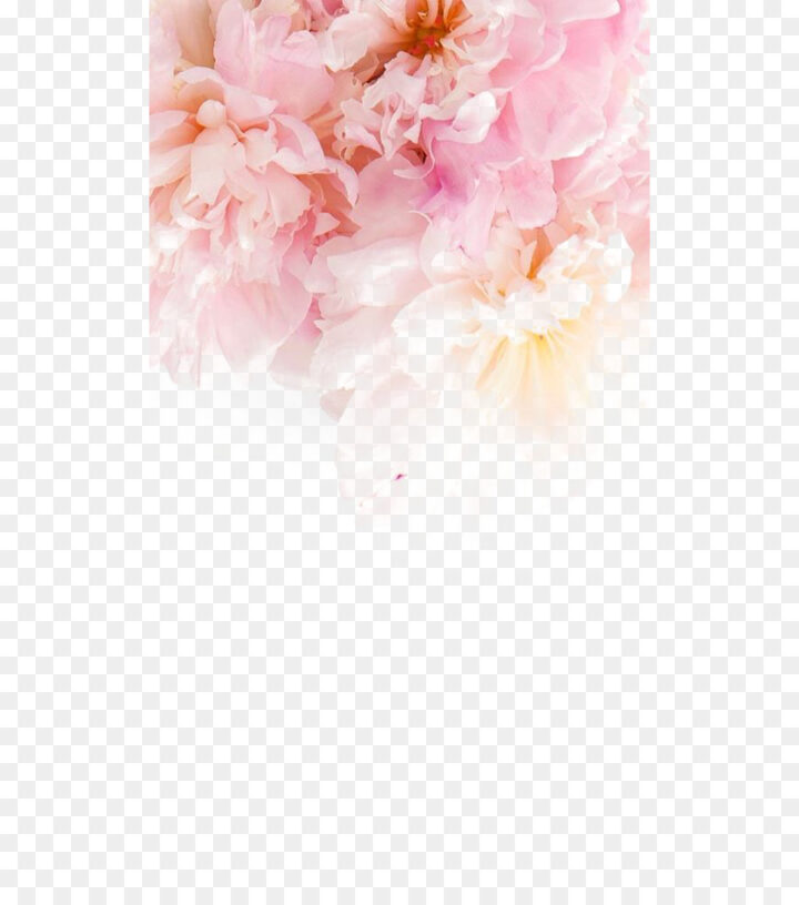 Iphone 6 Plus Iphone 5s Flower Wallpaper Pink - Iphone Se Wallpaper Flowers - HD Wallpaper 