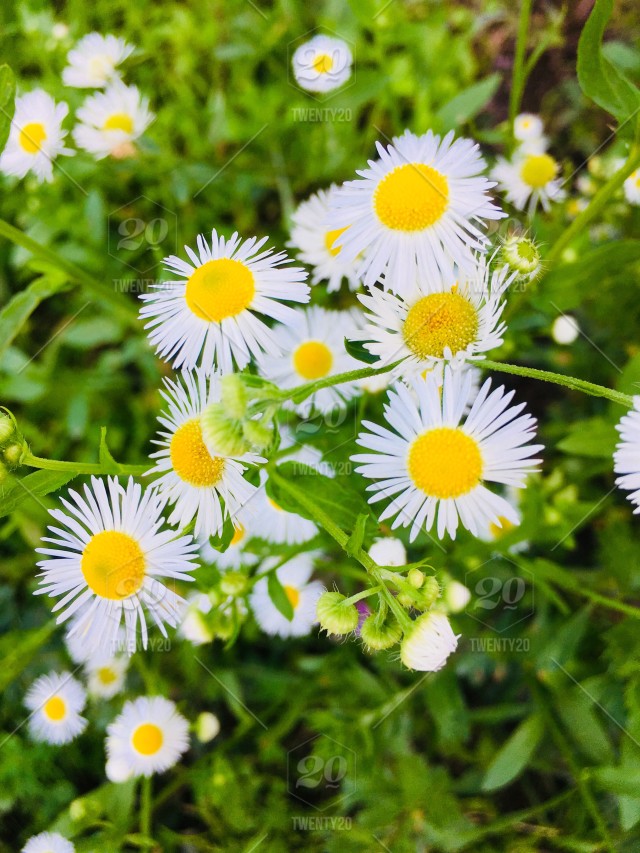 Daisy - HD Wallpaper 