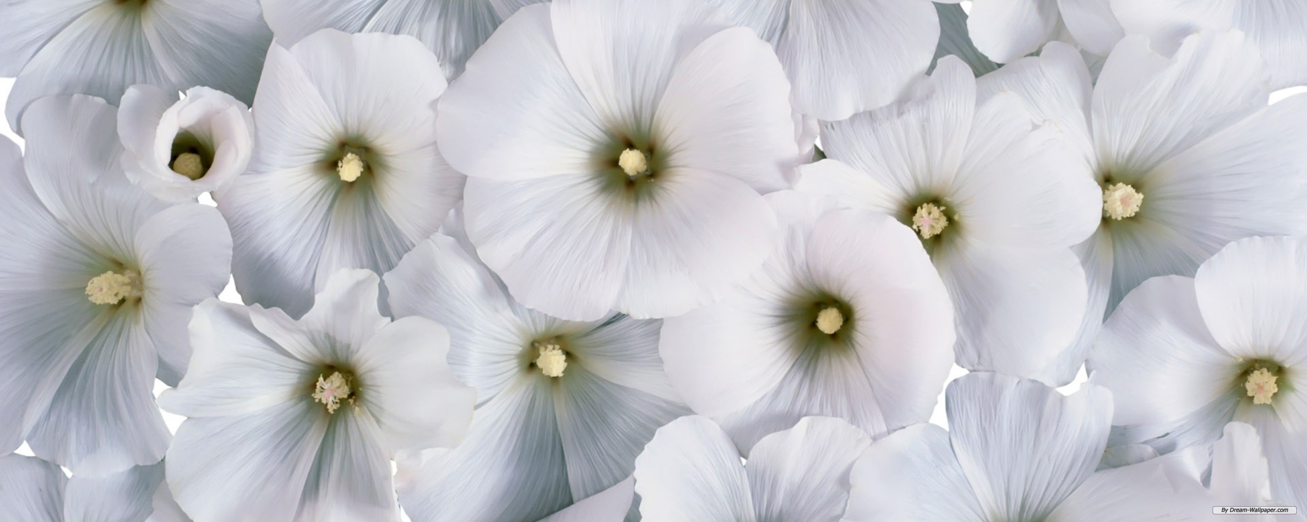 Free Flower Wallpaper - Flower Screen - HD Wallpaper 