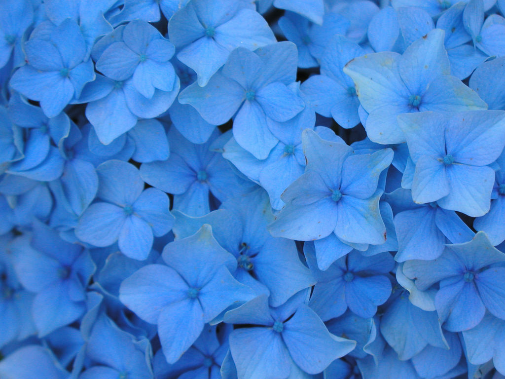Blue Flower Backgrounds - HD Wallpaper 