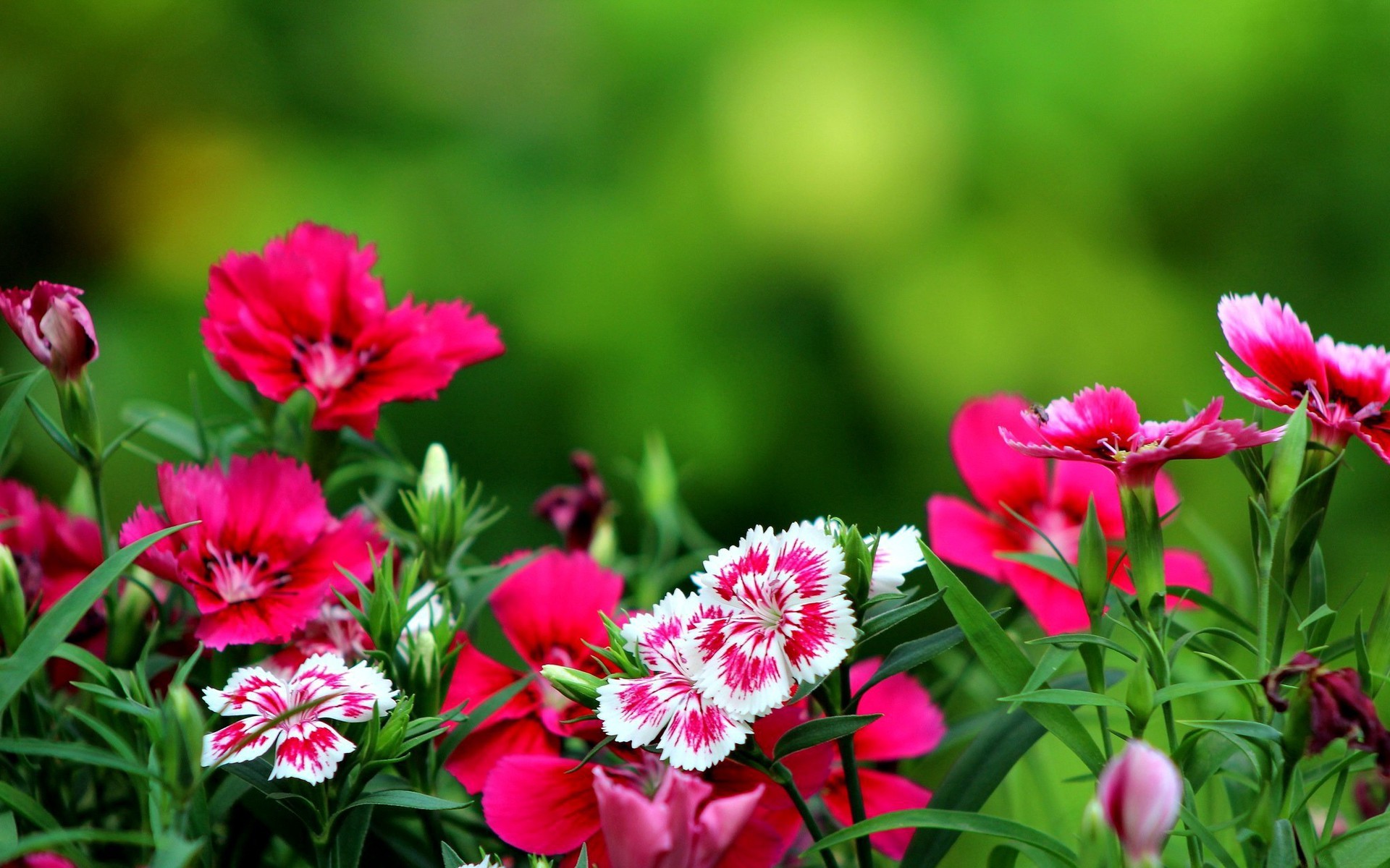 Flowers Wallpapers For Desktop Background - HD Wallpaper 