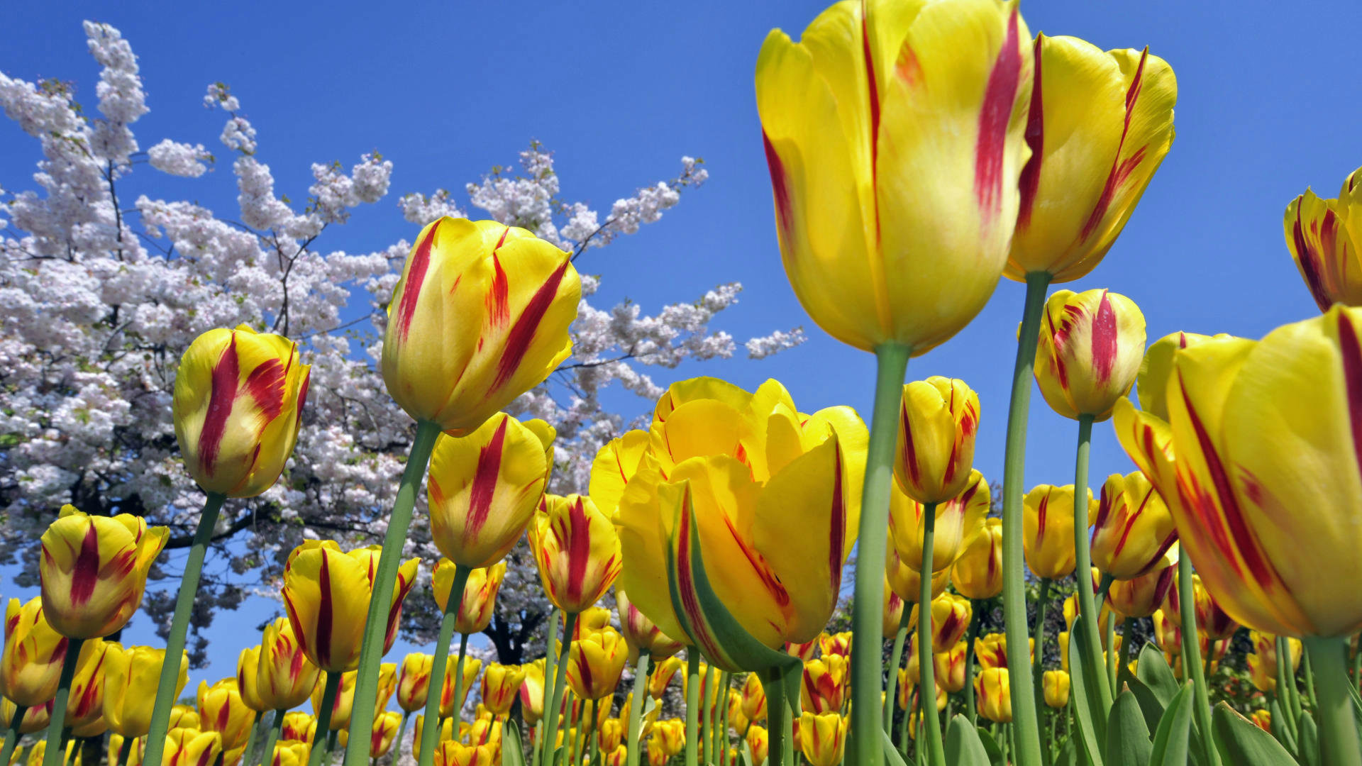 Most Beautiful Flowers Wallpaper 
 Data Src Amazing - High Resolution Tulips - HD Wallpaper 