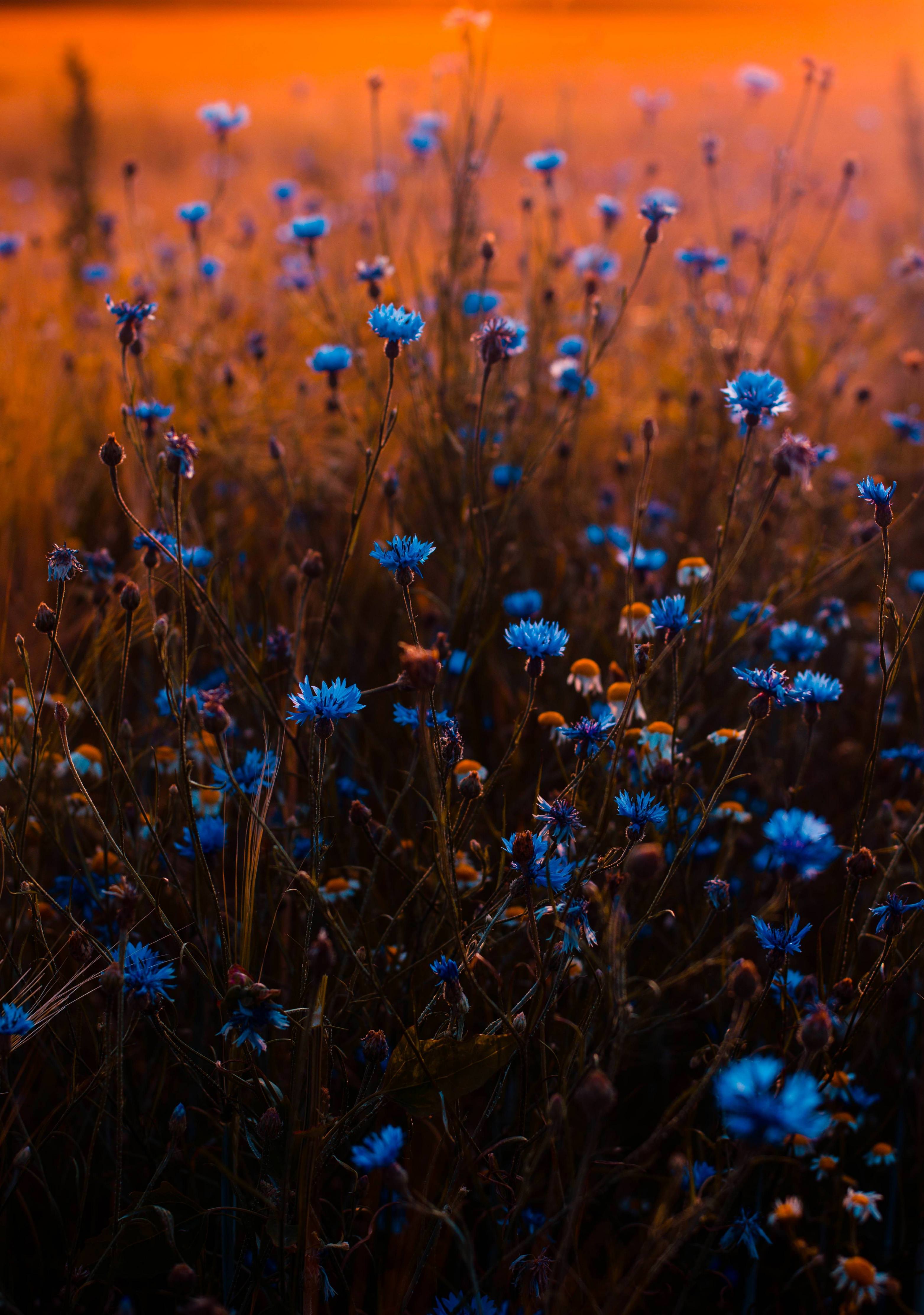 Blue Flowers Wallpaper Hd - HD Wallpaper 