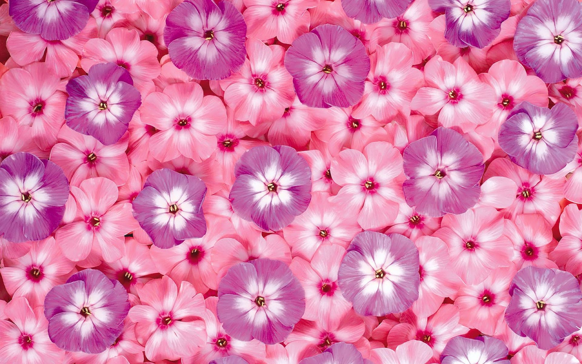 Beautiful Flower 03 Wallpaper - Spring Flowers Animated Gif - HD Wallpaper 