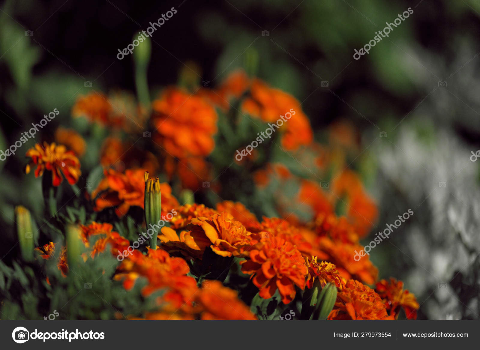 Wallflower - HD Wallpaper 