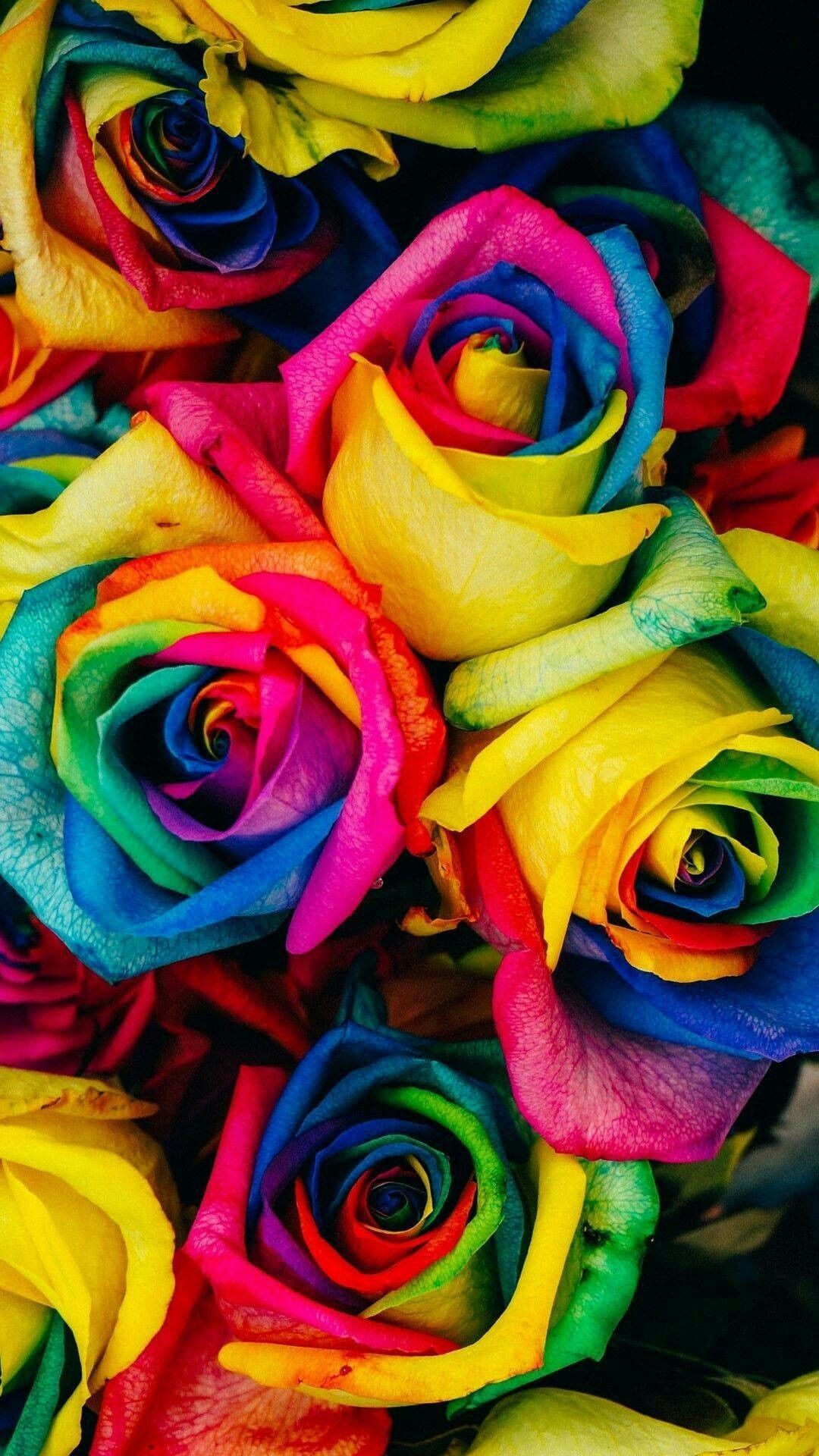Cute Pictures, Rose Wallpaper, Wallpaper Backgrounds, - Rainbow Roses - HD Wallpaper 