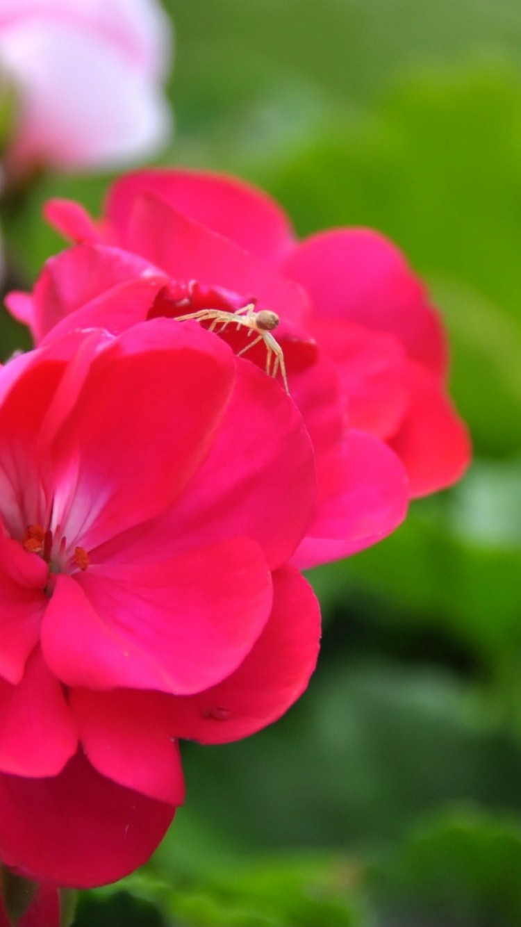 Cute Flowers - HD Wallpaper 