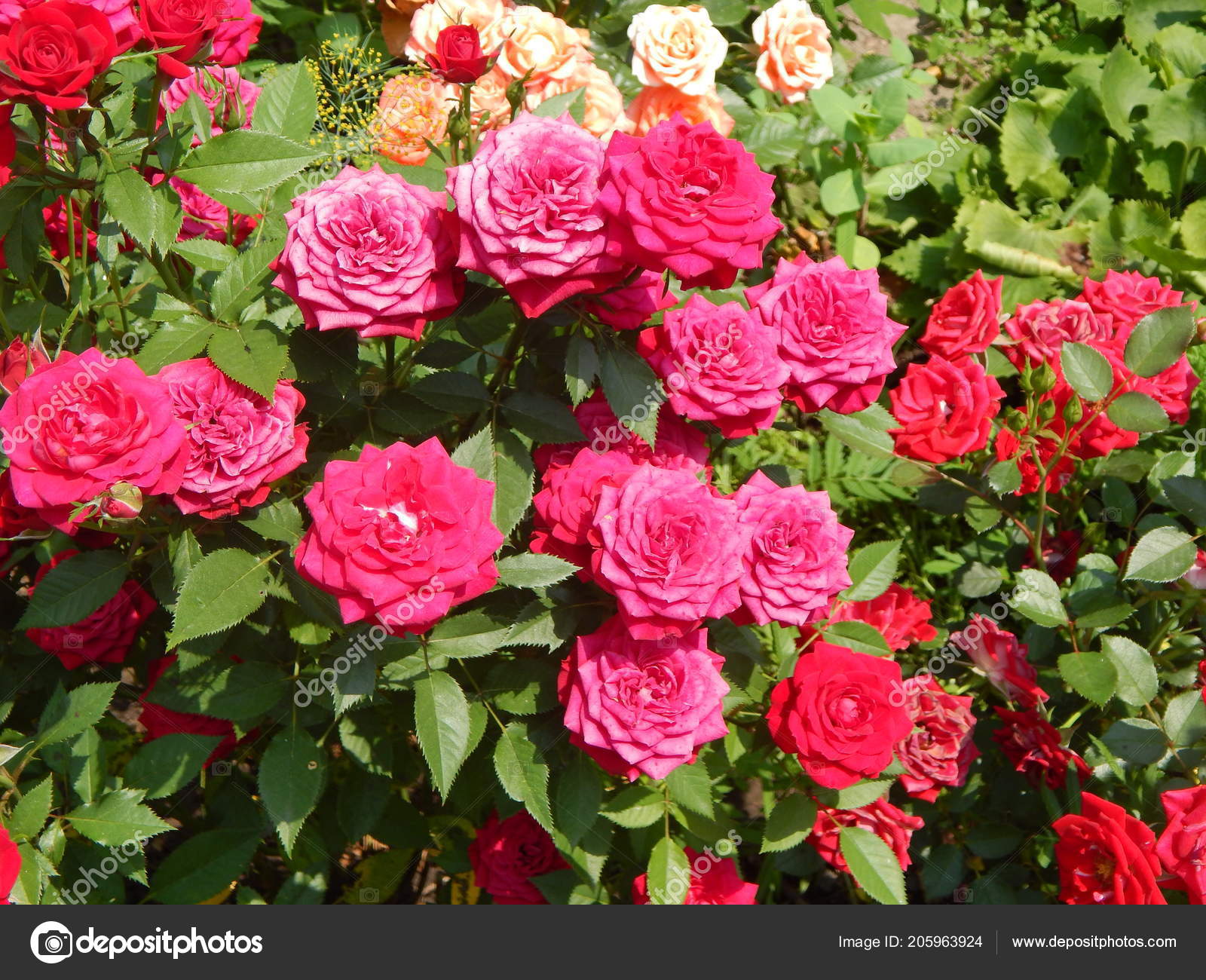 Fondos De Pantalla De Flores Arboles - HD Wallpaper 