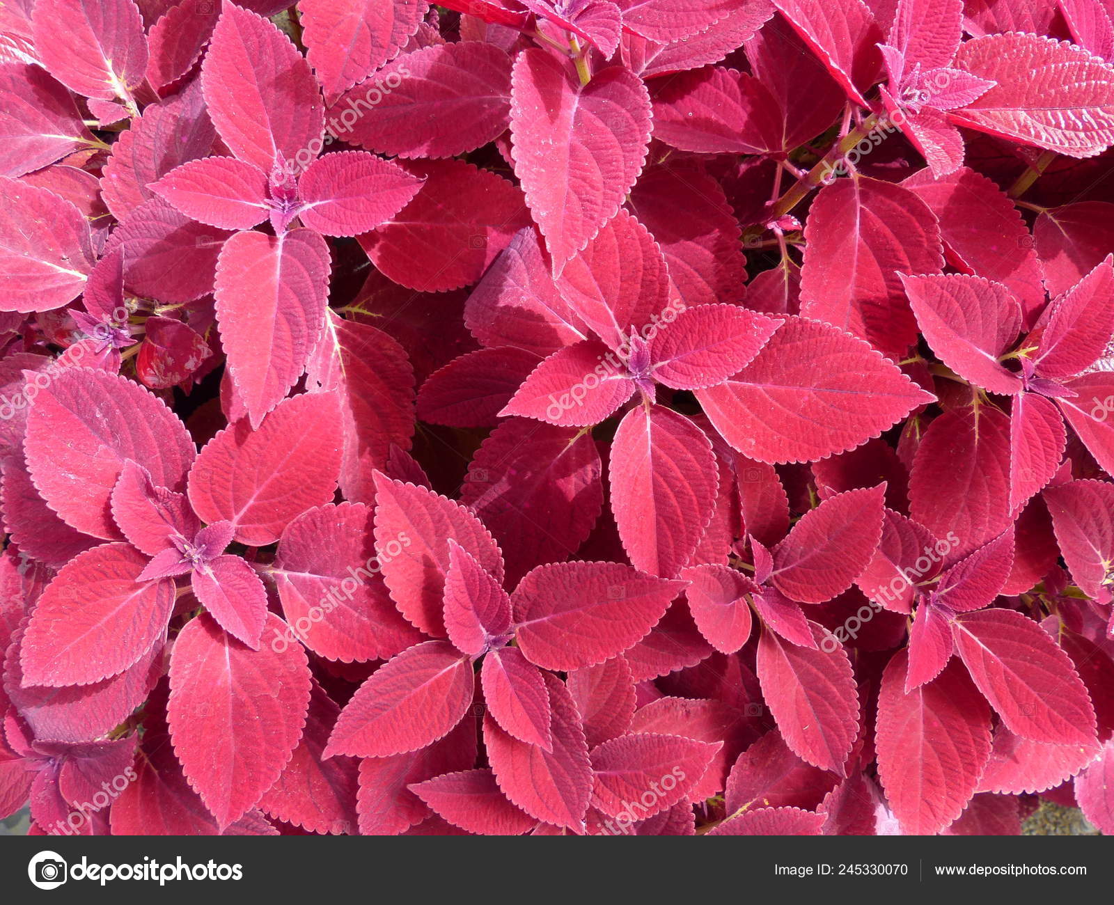 Flower Screen Wallpaper - HD Wallpaper 