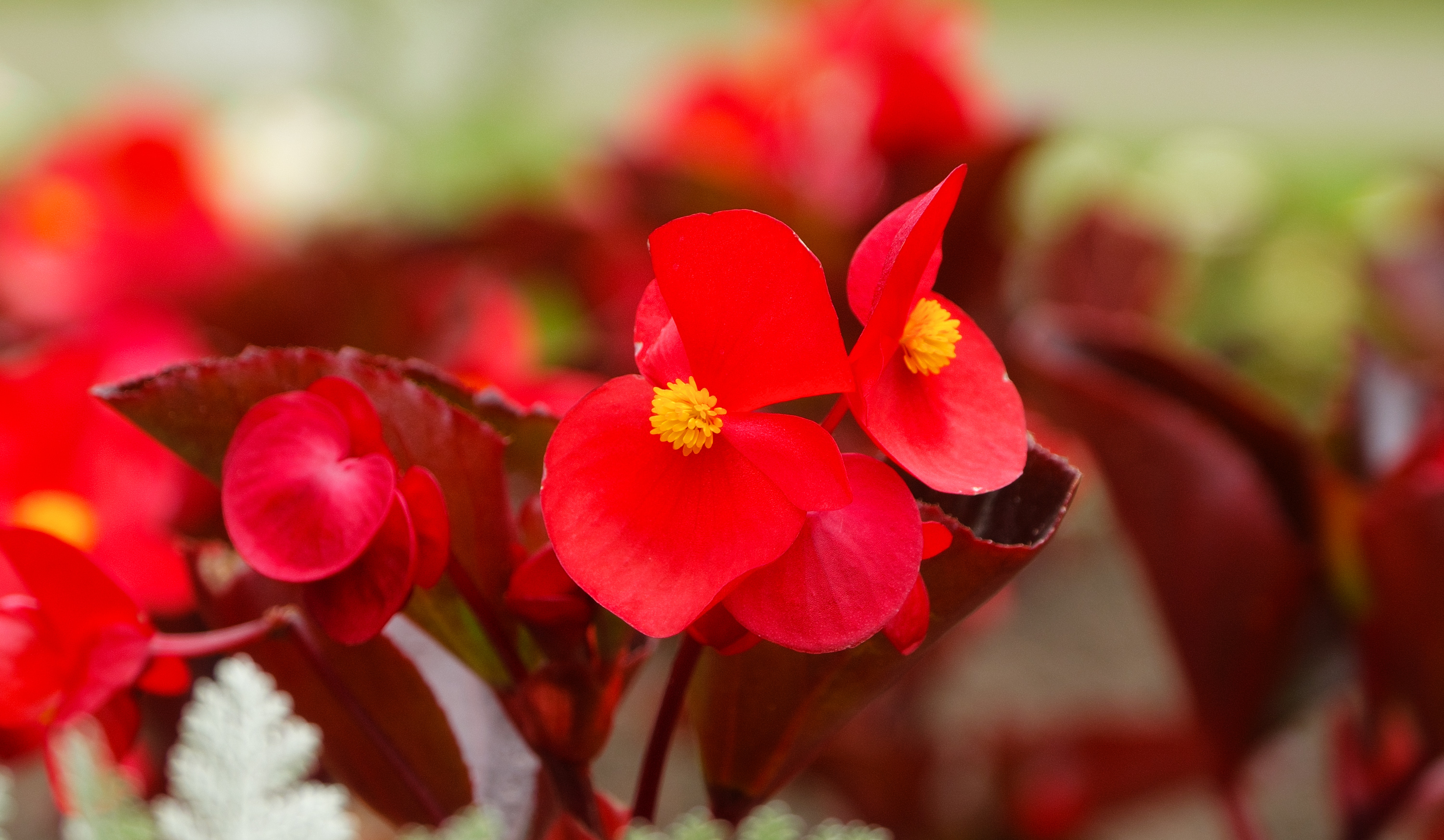 Begonia - HD Wallpaper 