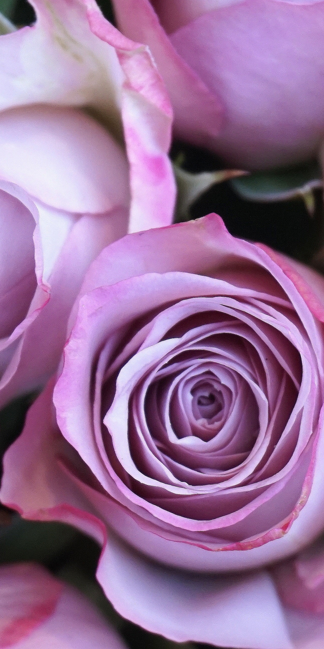 Purple Rose, Fresh, Flowers, Wallpaper - Purple Roses Background Hd - HD Wallpaper 