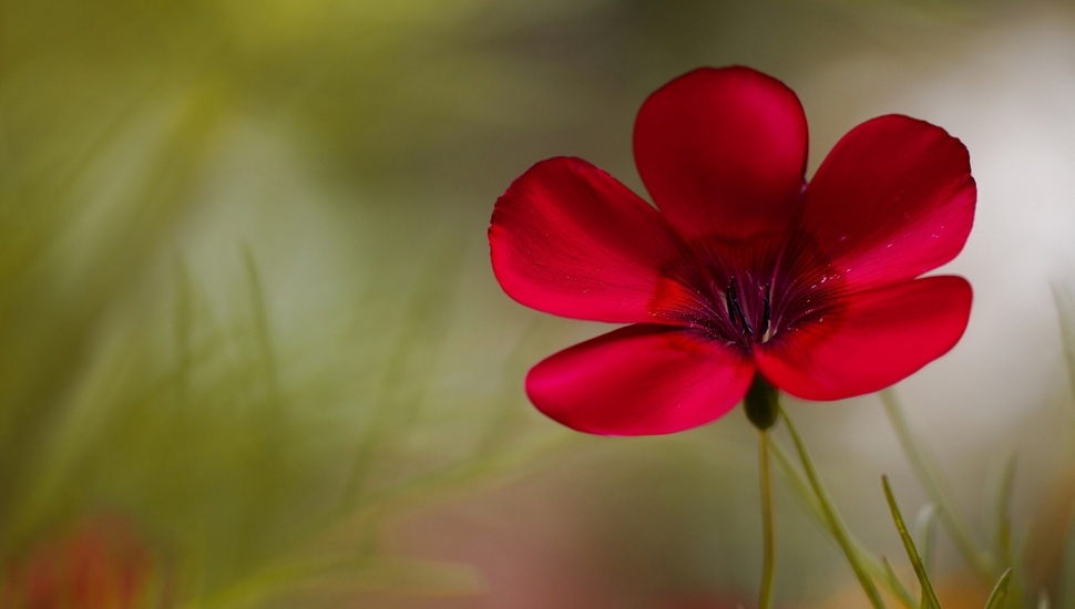 Pink, Background, Flowers, Flower, Blur, Flower Desktop - Desktop Background  Images Flowers - 970x550 Wallpaper 