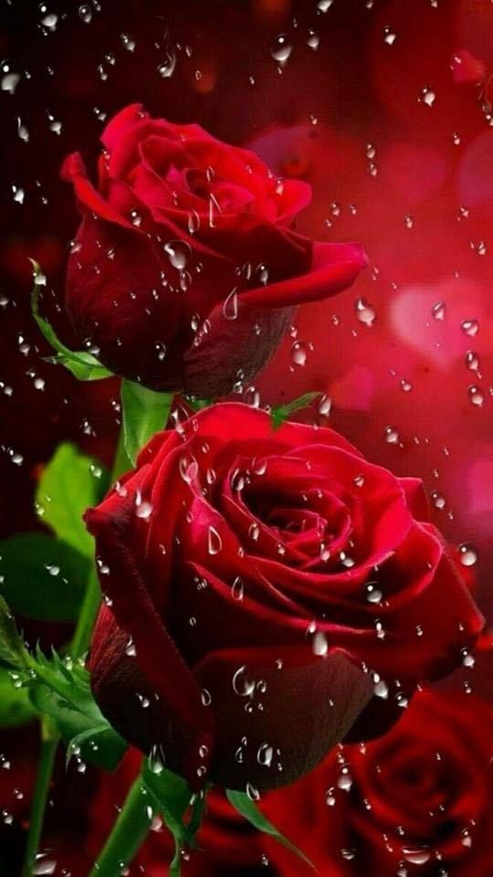 Love Beautiful Rose Flower - HD Wallpaper 