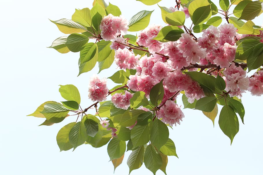 Spring, Bud, Nature, Green, Plants, The Leaves, Fresh, - Oregon Cherry - HD Wallpaper 