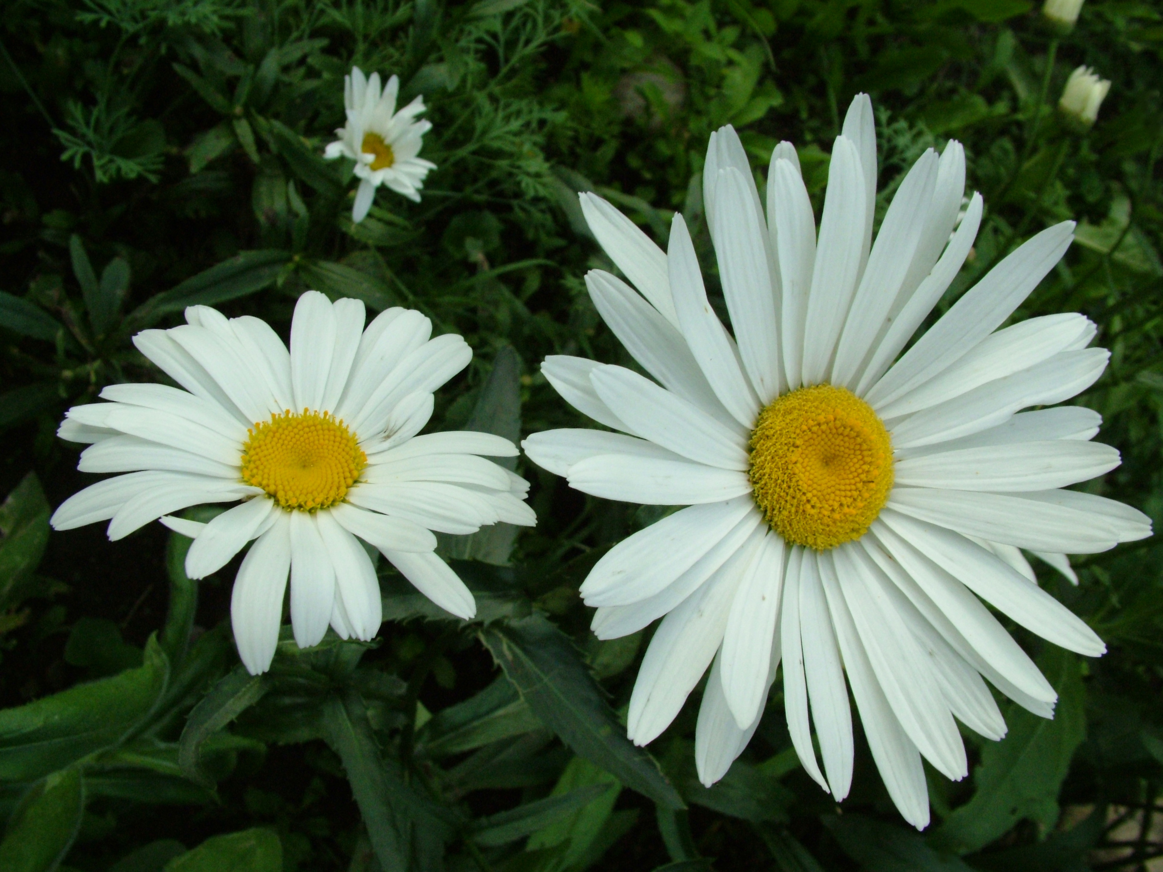 Daisy Flowers Tumblr Wallpaper Hd Resolution - Daisy Flowers - HD Wallpaper 