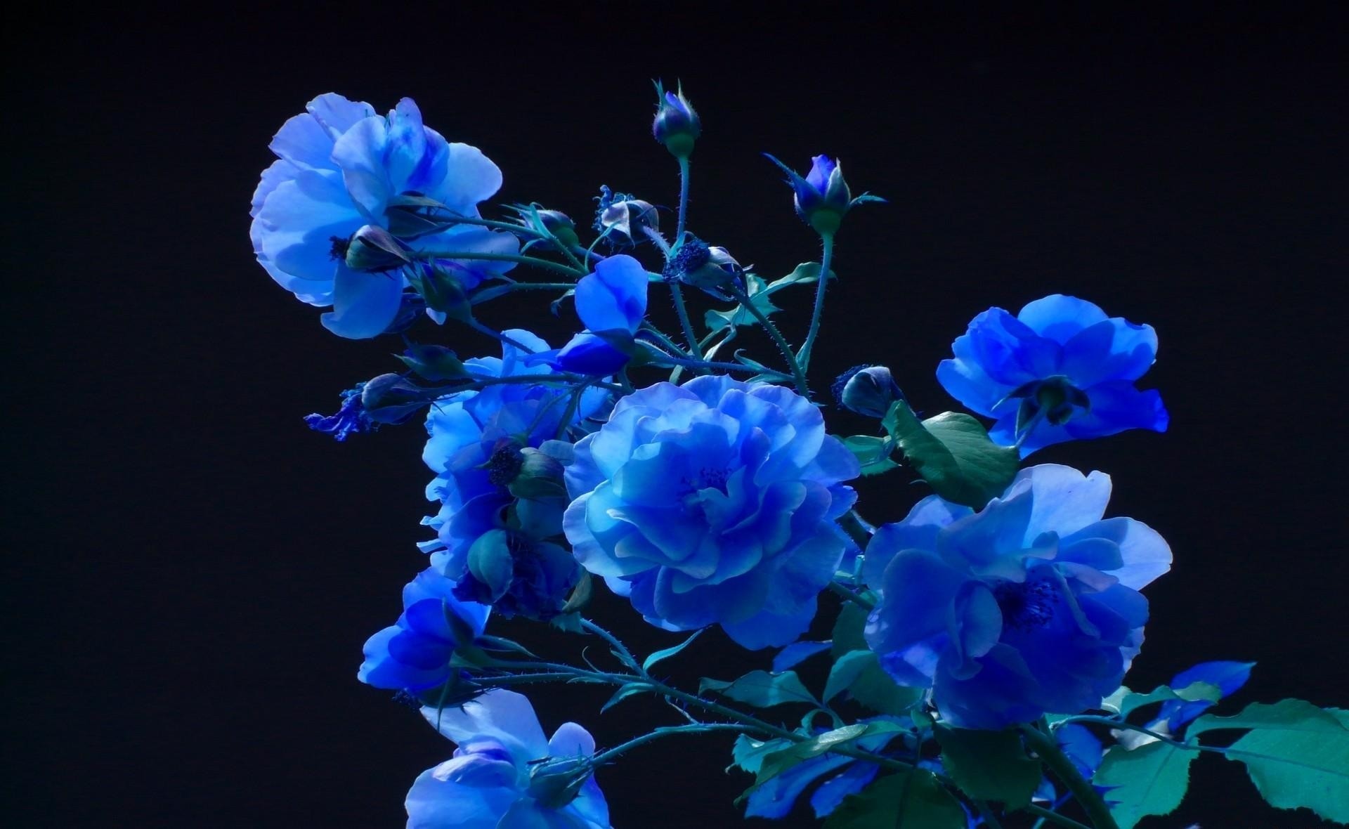 1920x1180, Blue Roses Wallpaper 27 Hd Wallpaper 
 Data - Desktop Wallpaper Blue Flower - HD Wallpaper 