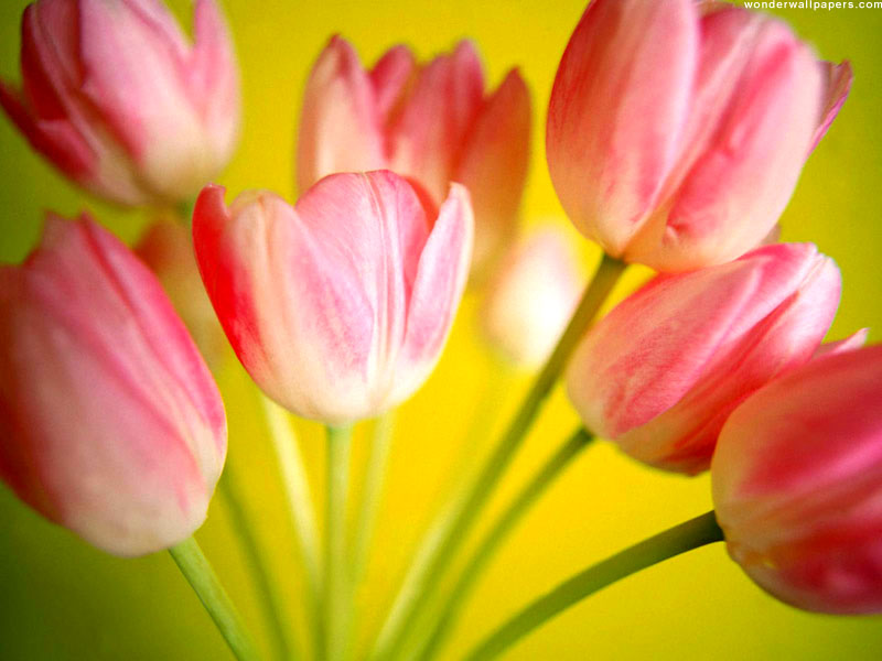 Wallpapers Of Flowers - Good Morning Flower Red Yellow - HD Wallpaper 