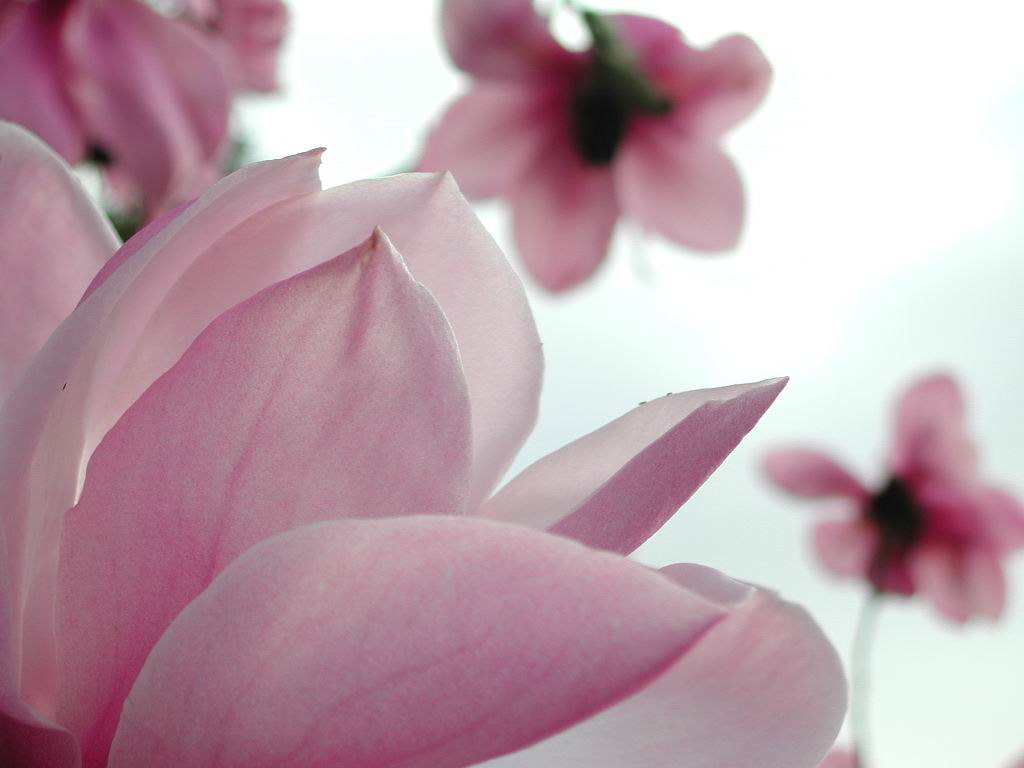 Magnolia Flower Windows 7 Flowers Wallpaper - Magnolia Flower - HD Wallpaper 